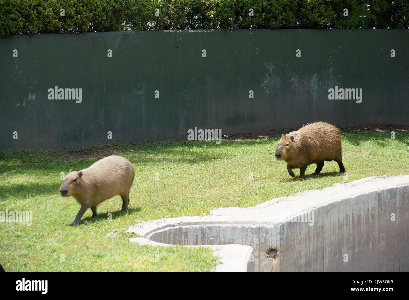 Capybaras of the Guadalajara Zoo Stock Photo