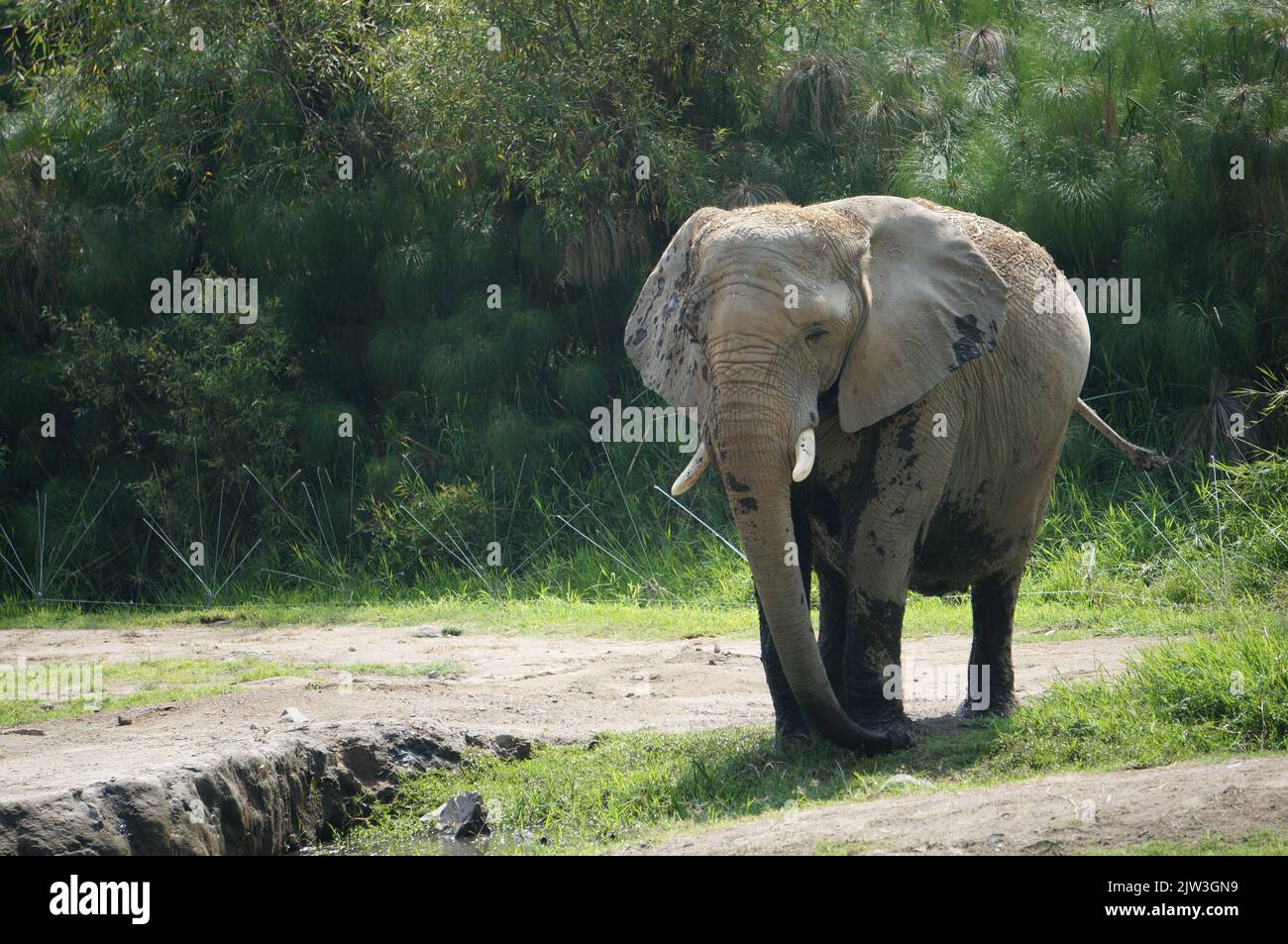 African elephant at the Masai Mara Safari. Stock Photo