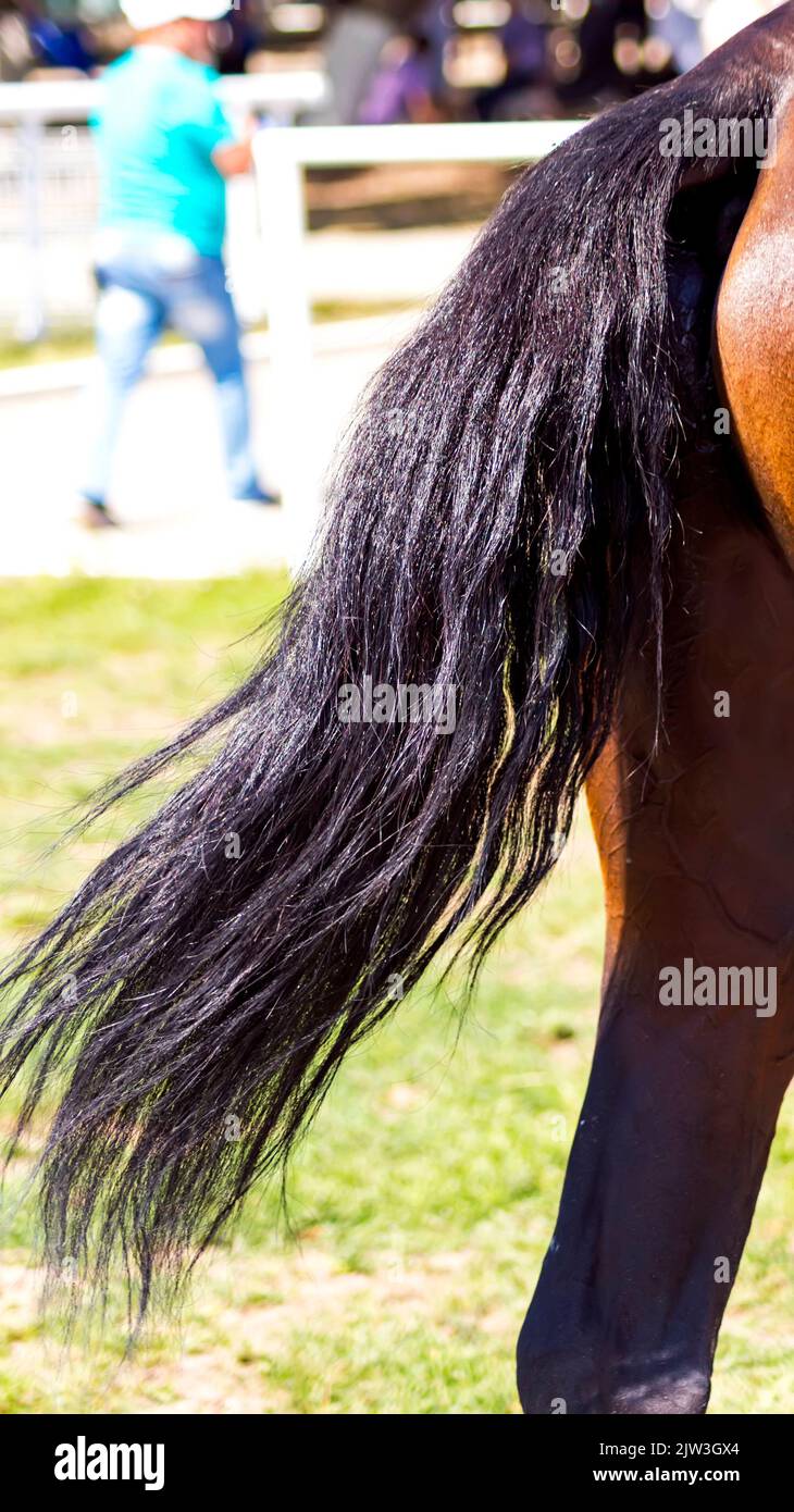 Black long horse tail hair Stock Photo