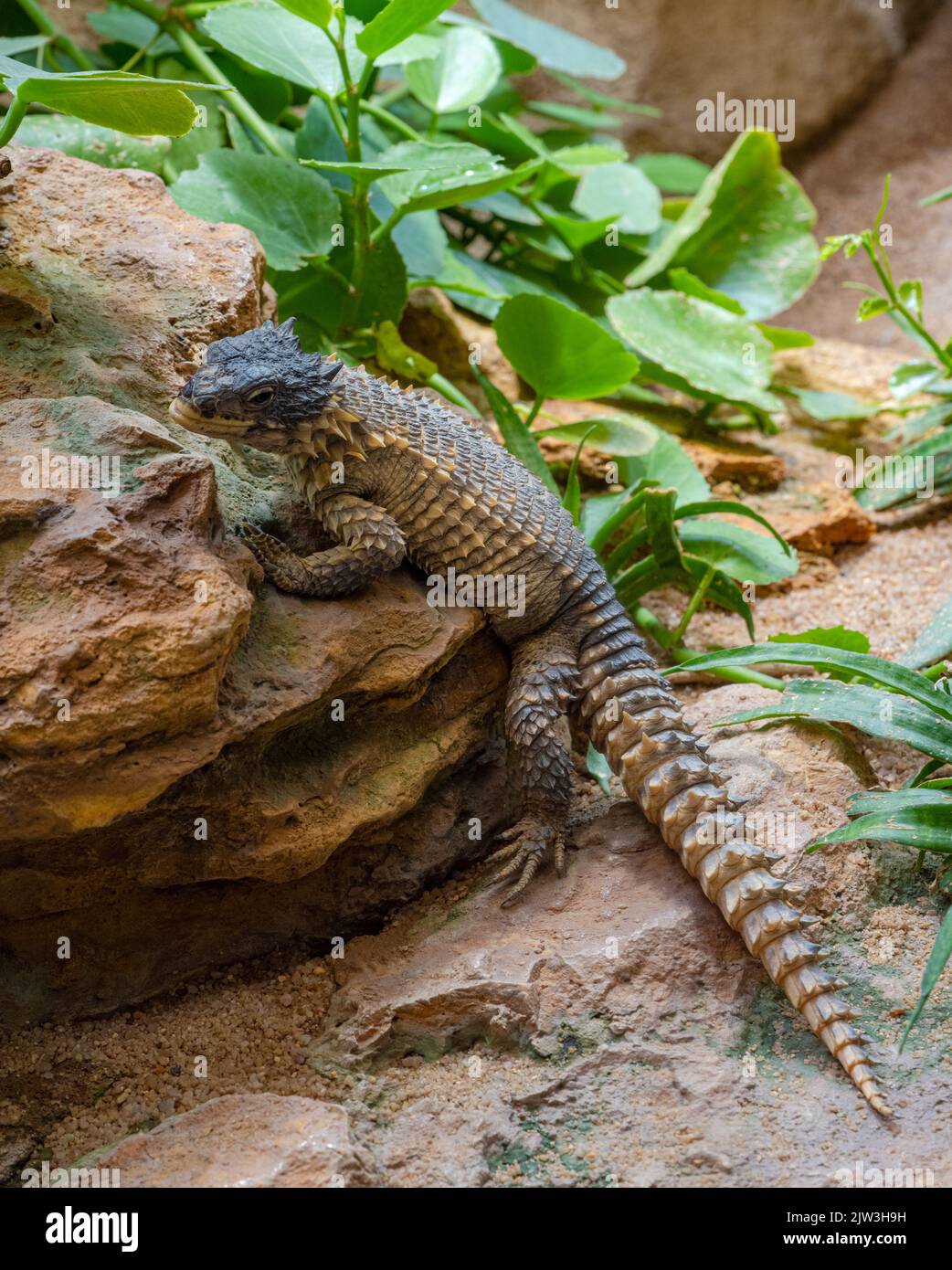 Giant Girdled Lizard, Cordylus giganteus, South Africa. Stock Photo