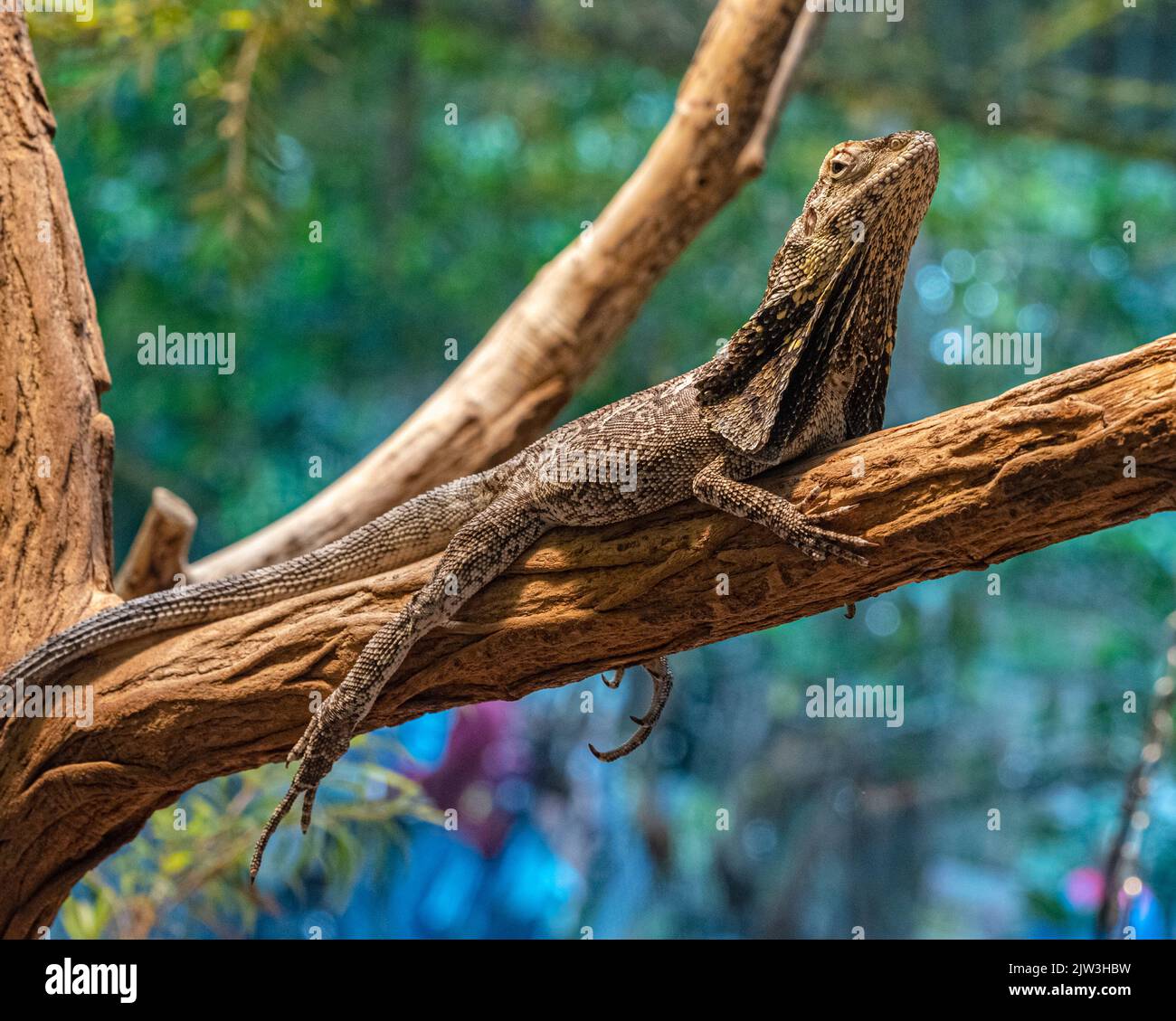 Frilled neck lizard (Chlamydosaurus kingii) on a tree branch. Stock Photo
