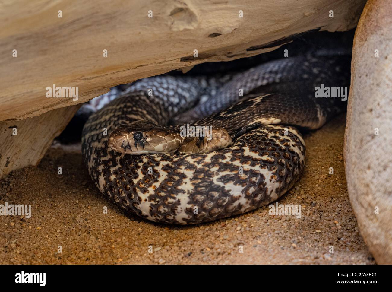 Two Naja Naja intertwined. One head looks to the right and the other to the left. Stock Photo