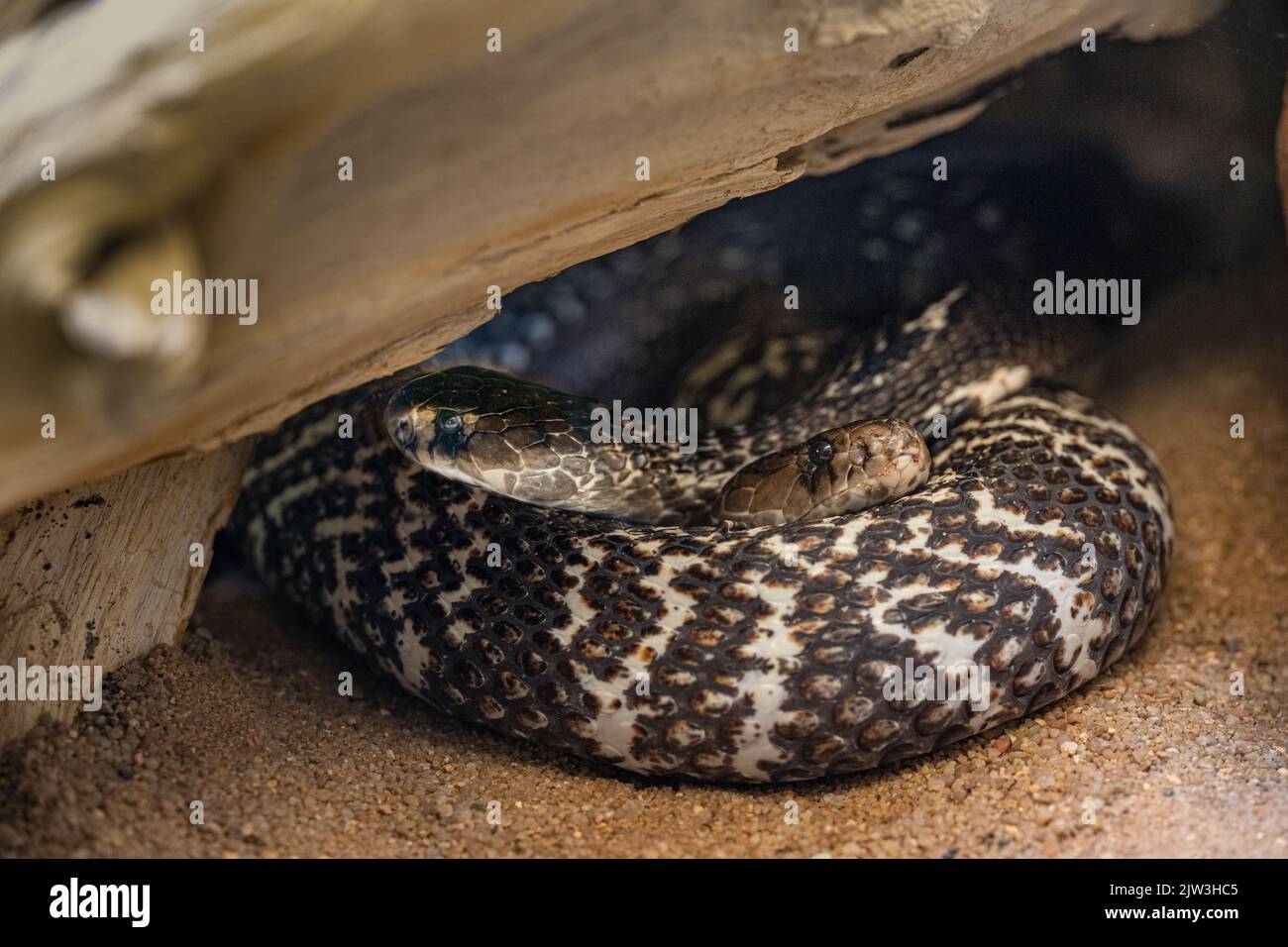 Two Naja Naja intertwined. One head looks to the right and the other to the left. Stock Photo