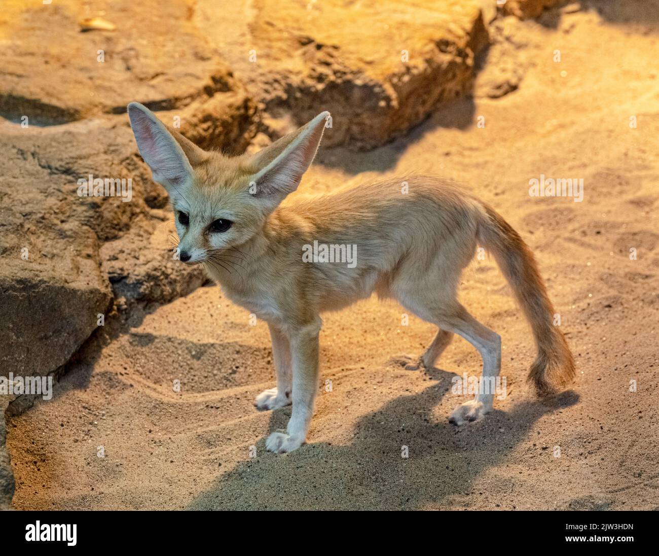 Fennec fox (Vulpes zerda) stands and looks around curiously Stock Photo
