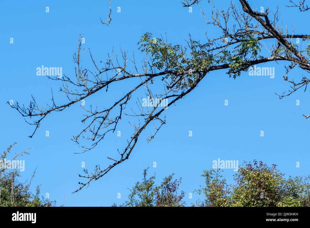 Ash dieback disease signs in ash trees (Fraxinus excelsior), caused by Hymenoscyphus fraxineus, an ascomycete fungus, UK Stock Photo