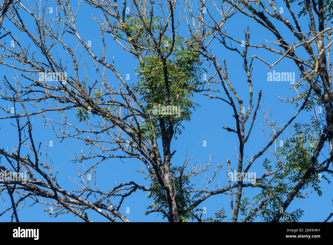 Ash dieback disease signs in ash trees (Fraxinus excelsior), caused by Hymenoscyphus fraxineus