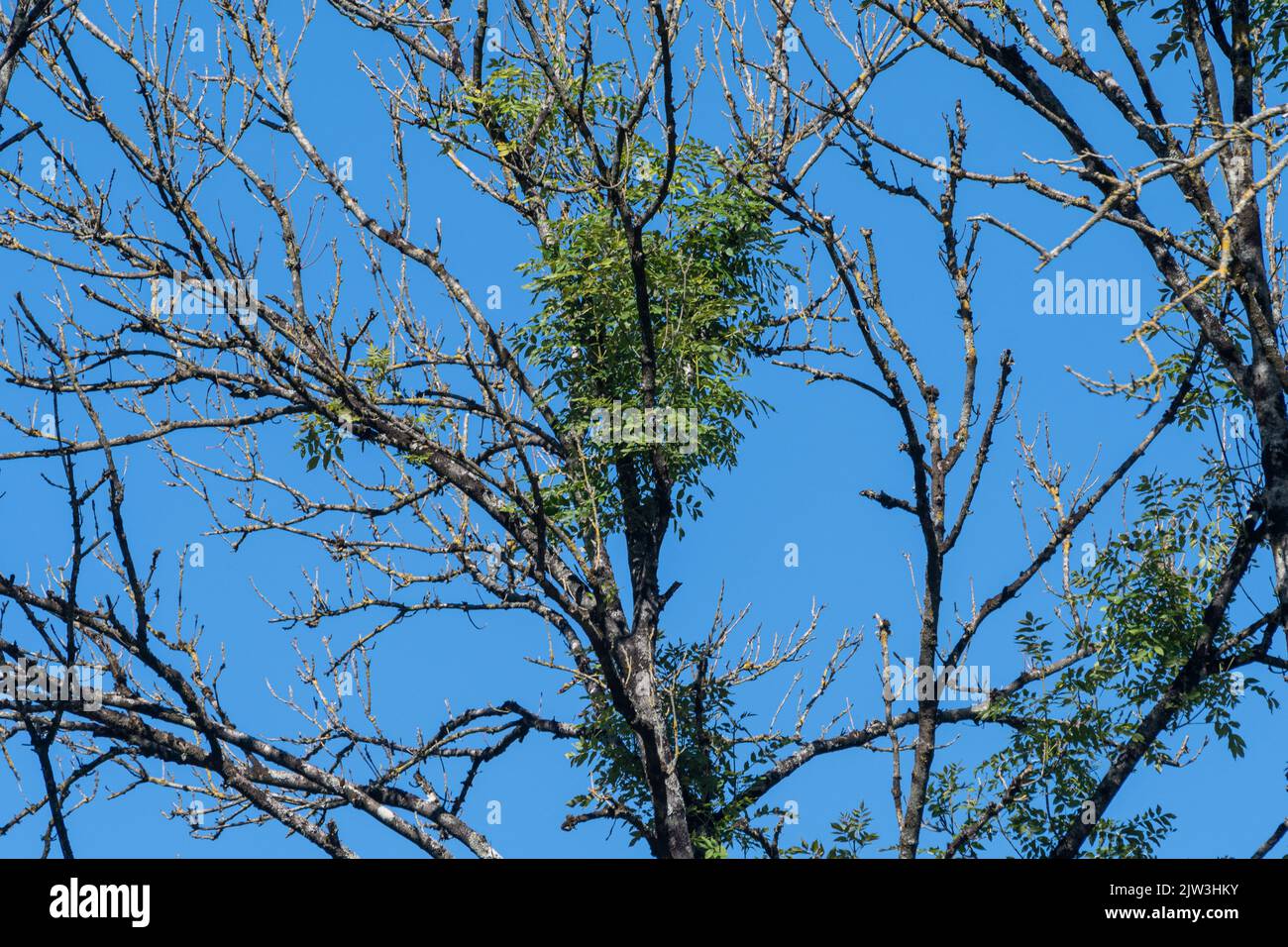 Ash dieback disease signs in ash trees (Fraxinus excelsior), caused by Hymenoscyphus fraxineus, an ascomycete fungus, UK Stock Photo