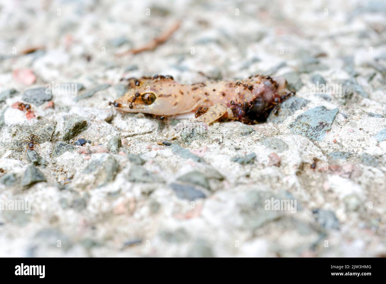 Ants and bee eating dead lizard body on the floor. Stock Photo
