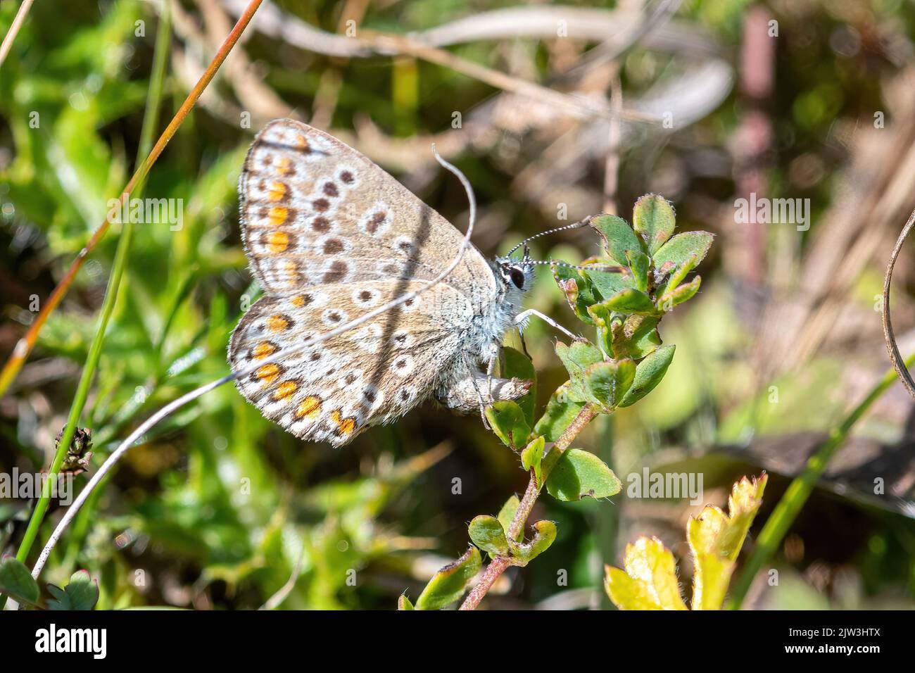Female Brown Argus Butterfly Aricia Agestis Laying Eggs Broughton female-brown-argus-butterfly-aricia-agestis-laying-eggs-broughton
