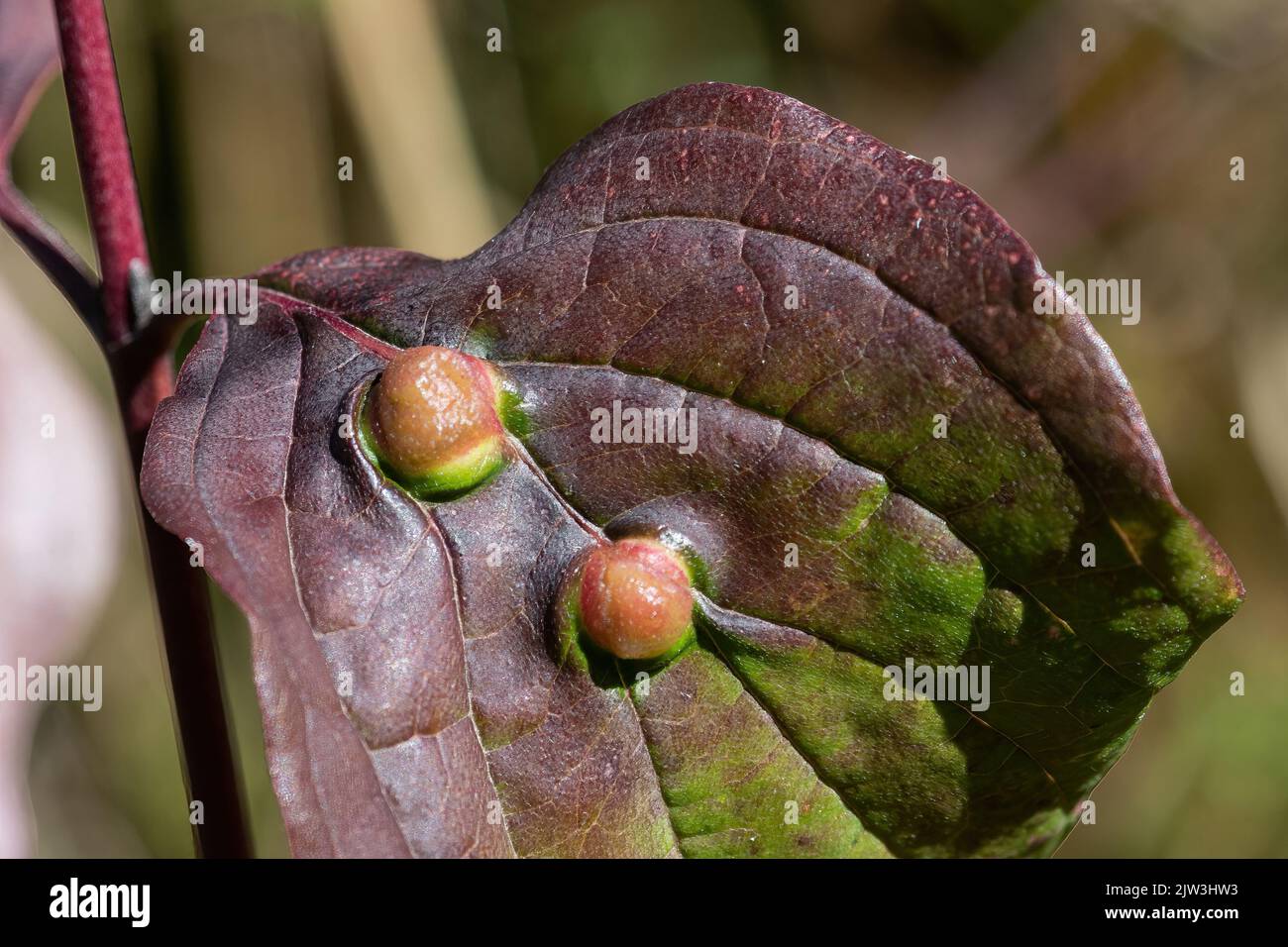 Galls on the leaves of dogwood (Cornus sanguinea) caused by the larvae of the dogwood rivet midge Craneiobia corni, Hampshire, England, UK Stock Photo
