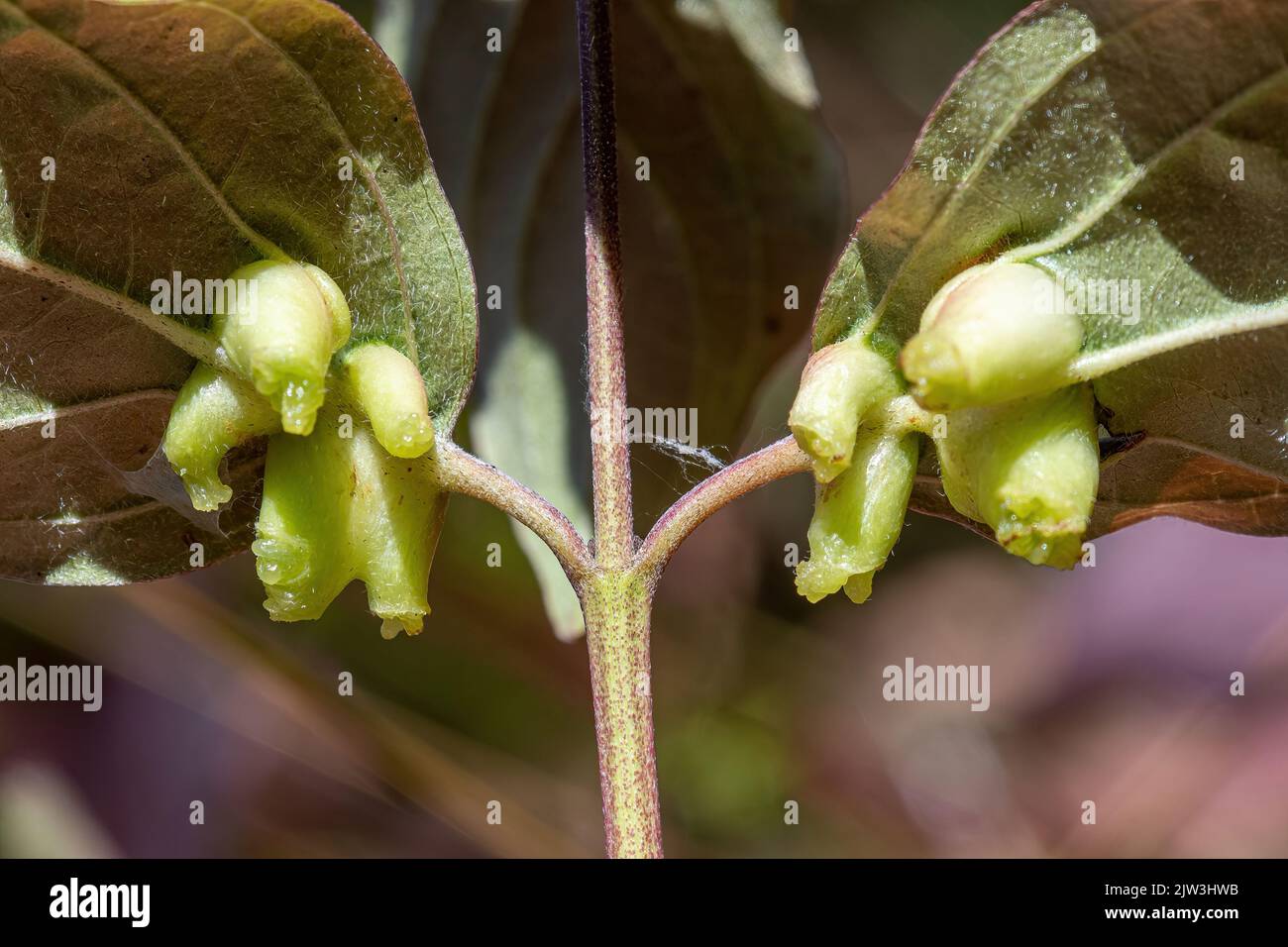 Galls on the leaves of dogwood (Cornus sanguinea) caused by the larvae of the dogwood rivet midge Craneiobia corni, Hampshire, England, UK Stock Photo