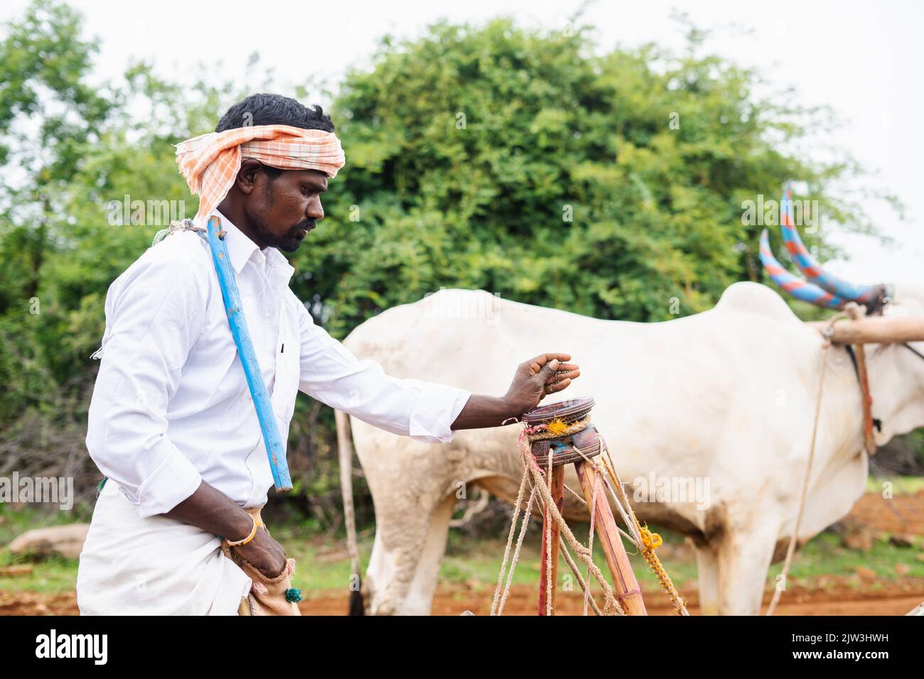 Indian farmer petting calf by rubbing head at farmland - concept of caring, farming and rural agriculture Stock Photo
