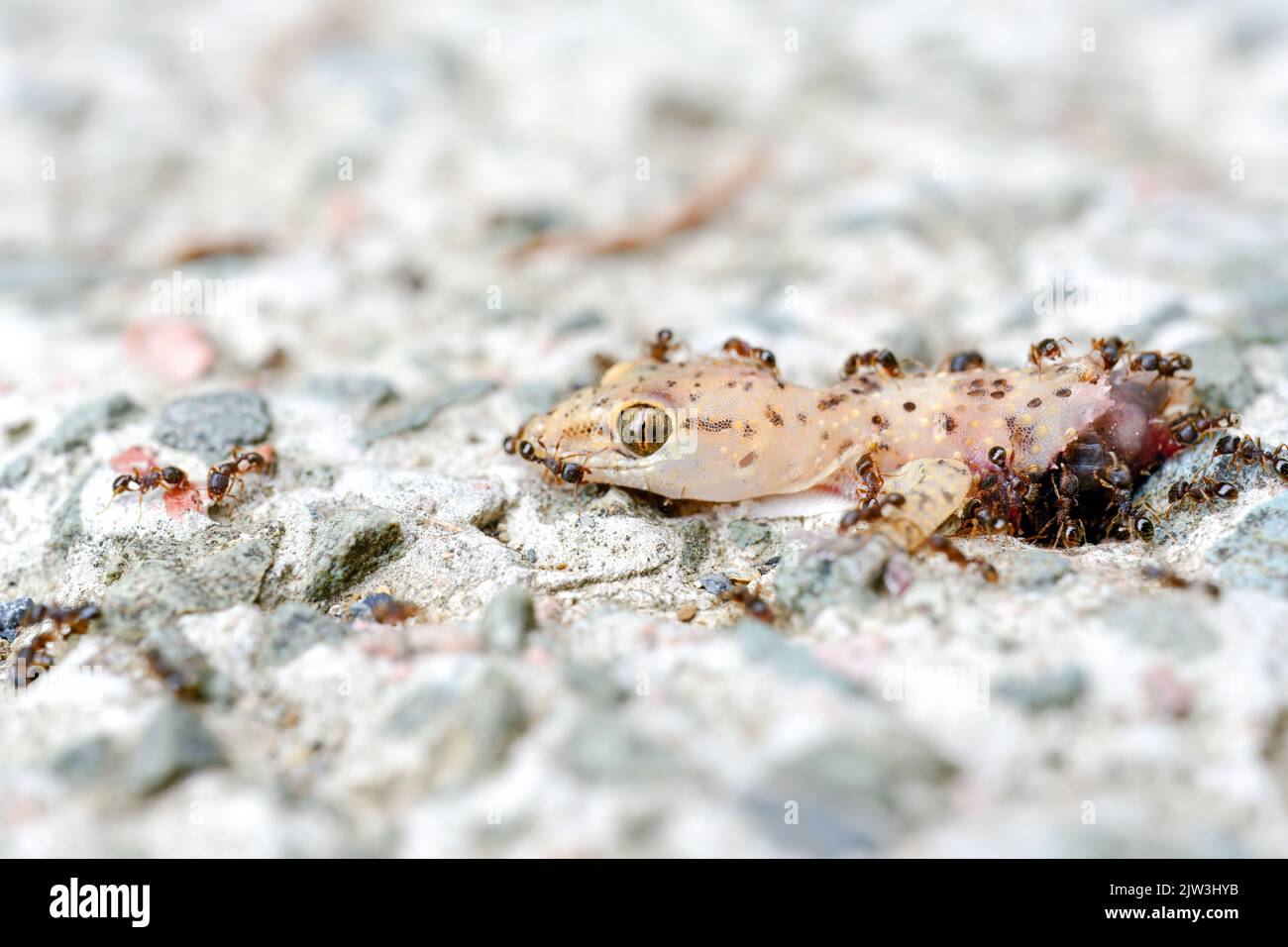 Ants and bee eating dead lizard body on the floor Stock Photo Alamy