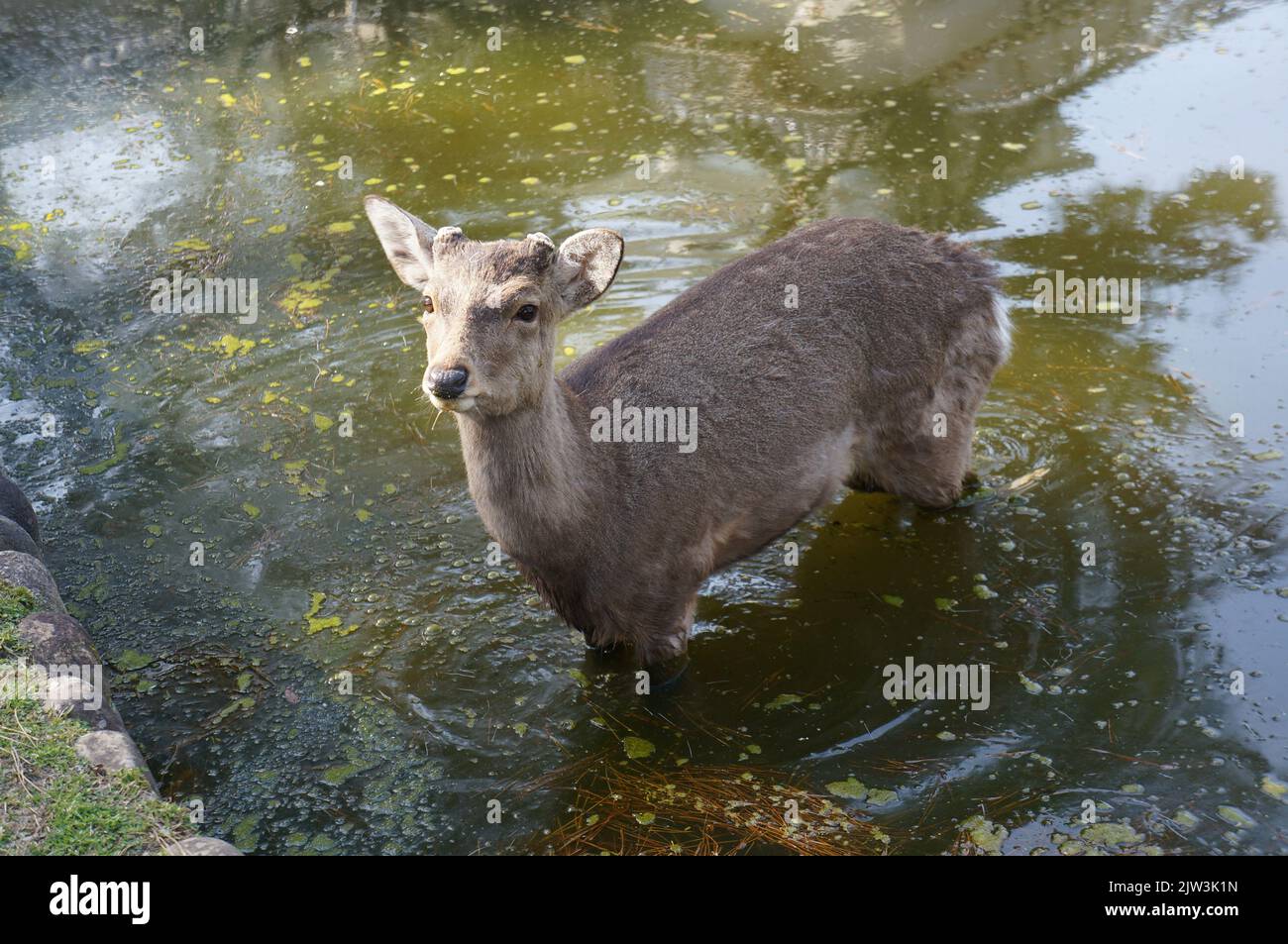 Deer in the water, in Nara Stock Photo