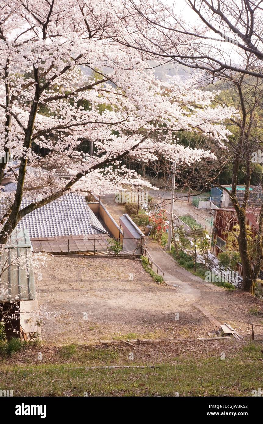 Cherry blossom season in Japan Stock Photo