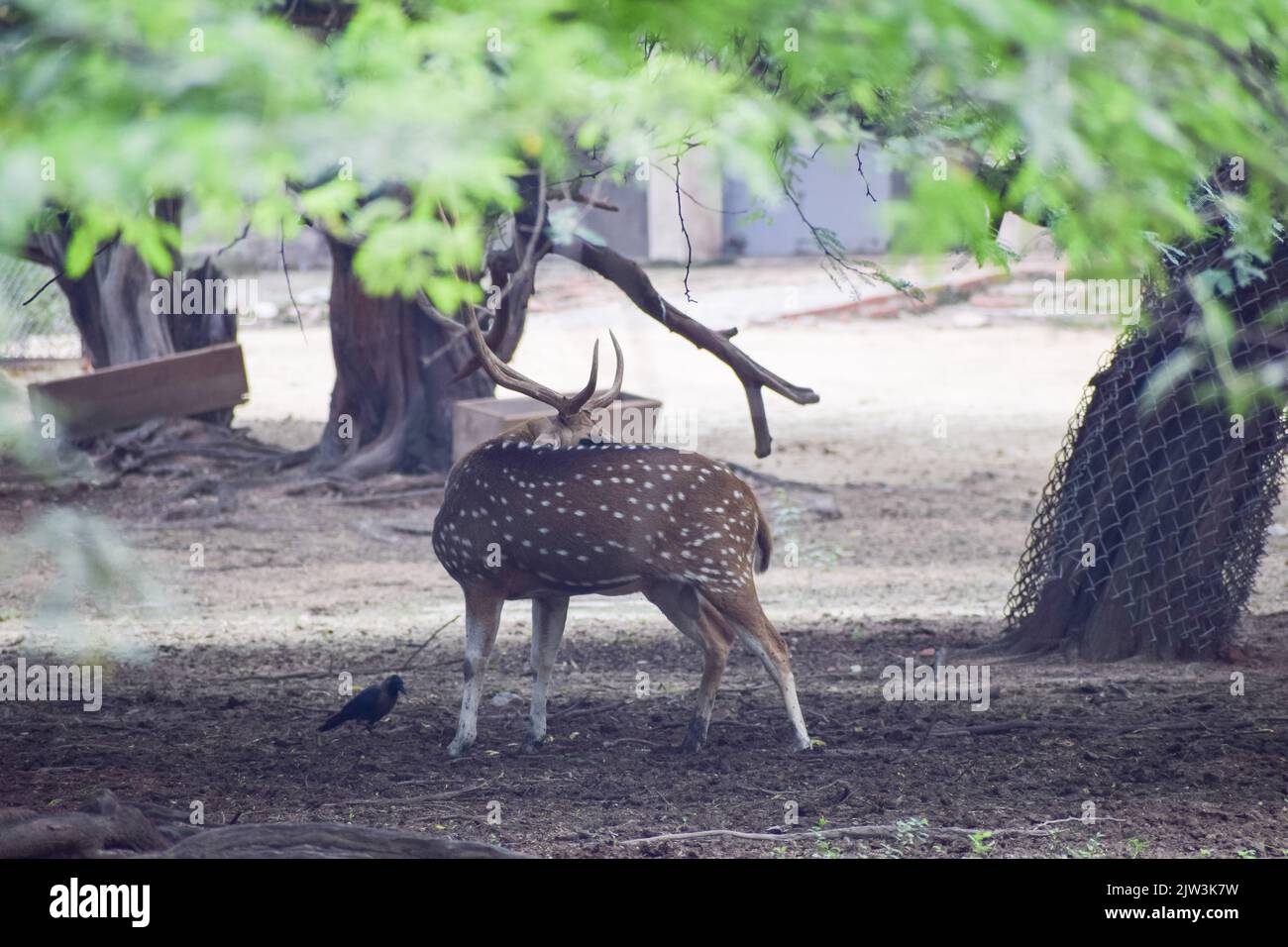 National+zoo+delhi hi-res stock photography and images - Page 2 - Alamy National+zoo+delhi hi-res stock photography and images - Page 2 - Alamy