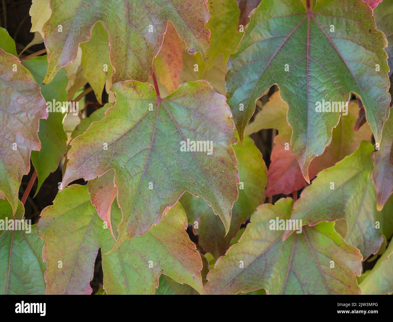 Close up autumn colored, green, yellow and pink maple tree leaves ...