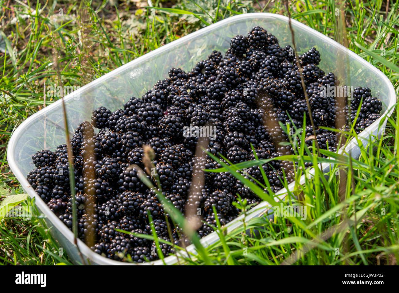 Freshly picked blackberries in a container in a field Stock Photo
