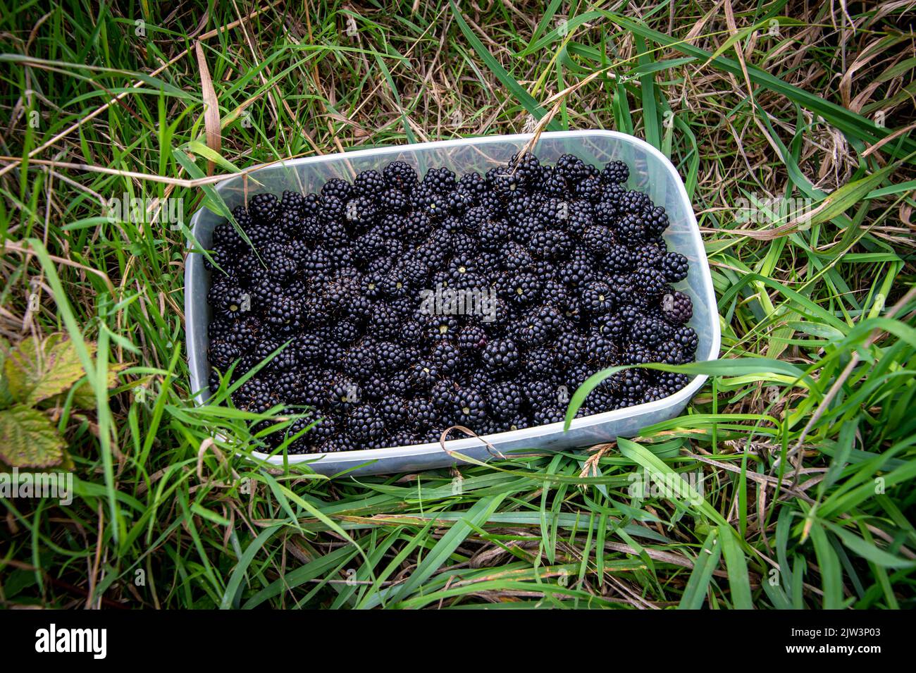 Freshly picked wild blackberries in a container in a field Stock Photo