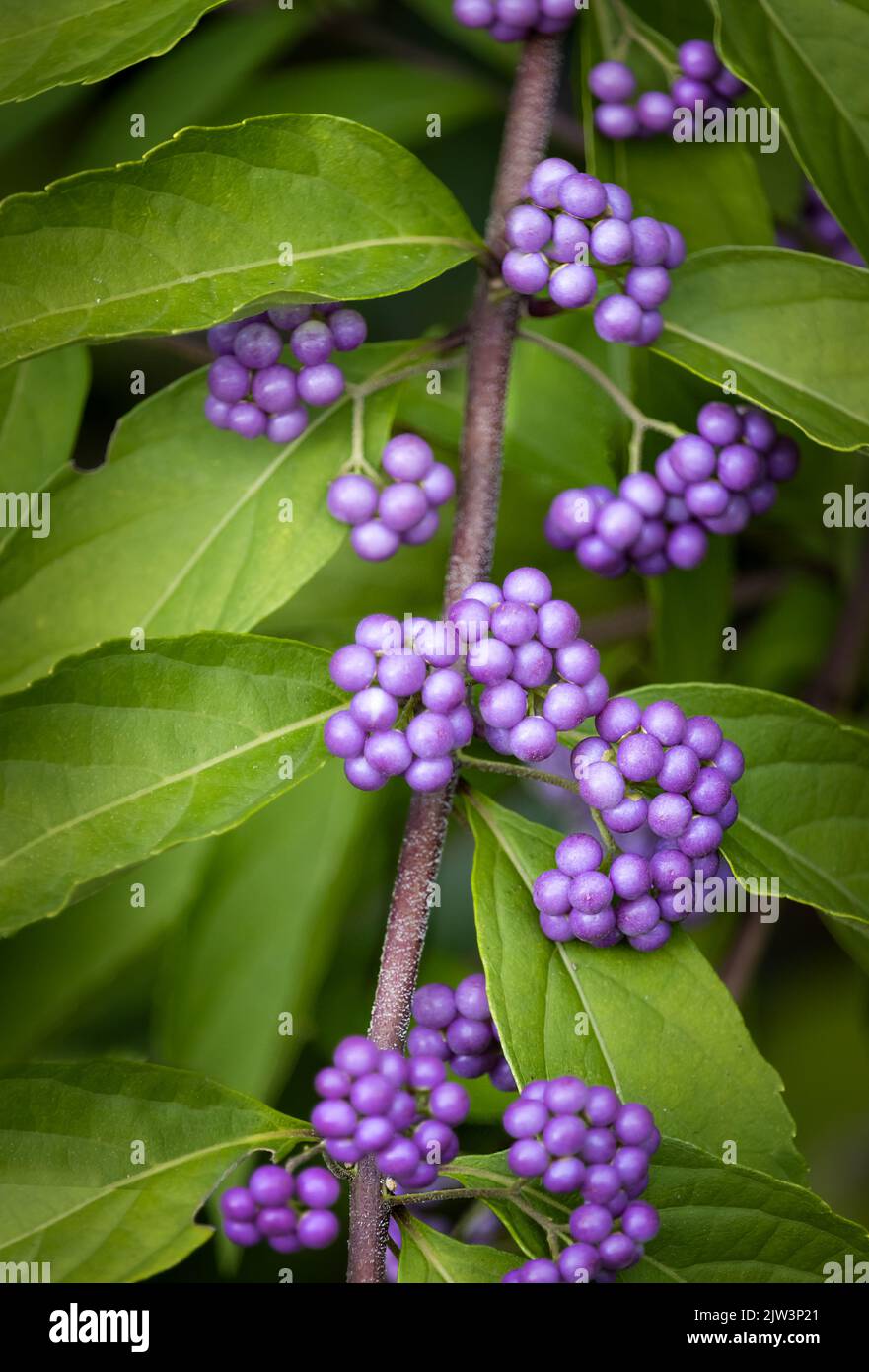 Clusters of purple Japanese Beautyberry fruit or drupe, Callicarpa japonica, on lush green foliage in summer or fall, Lancaster, Pennsylvania Stock Photo