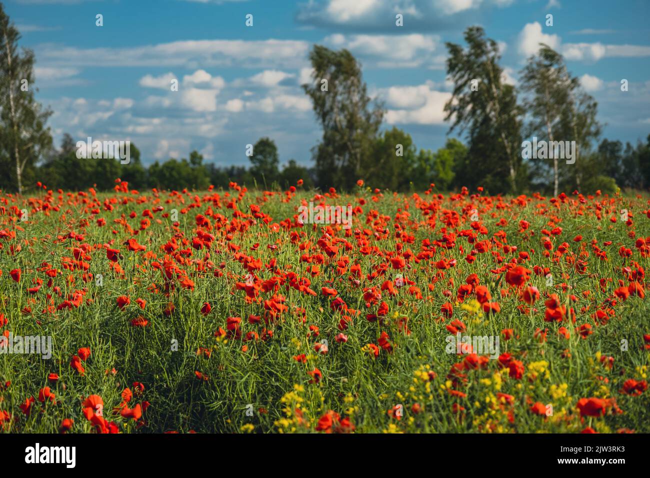 A red and yellow poppy flowers on the field Stock Photo