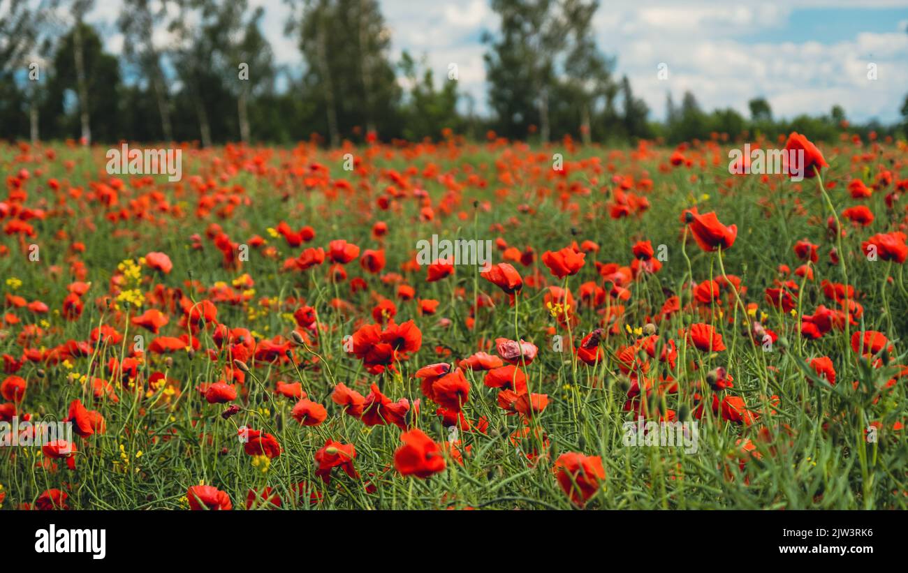 A red and yellow poppy flowers on the field Stock Photo