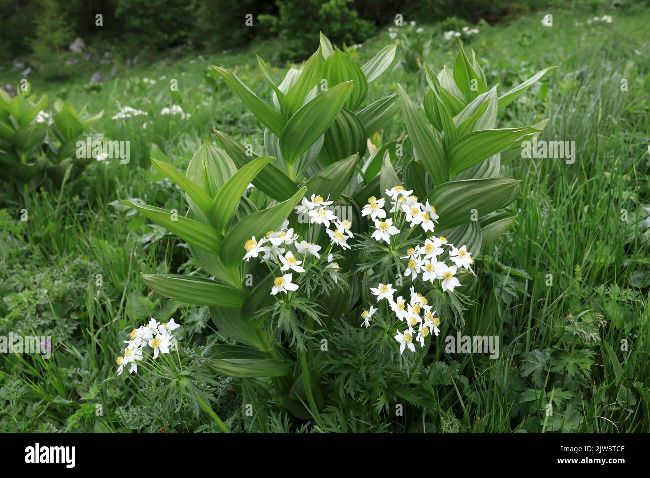 Blooming Anemonastrum fasciculatum and veratrum lobelianum at Lago-Naki Plateau, Western Caucasus Stock Photo