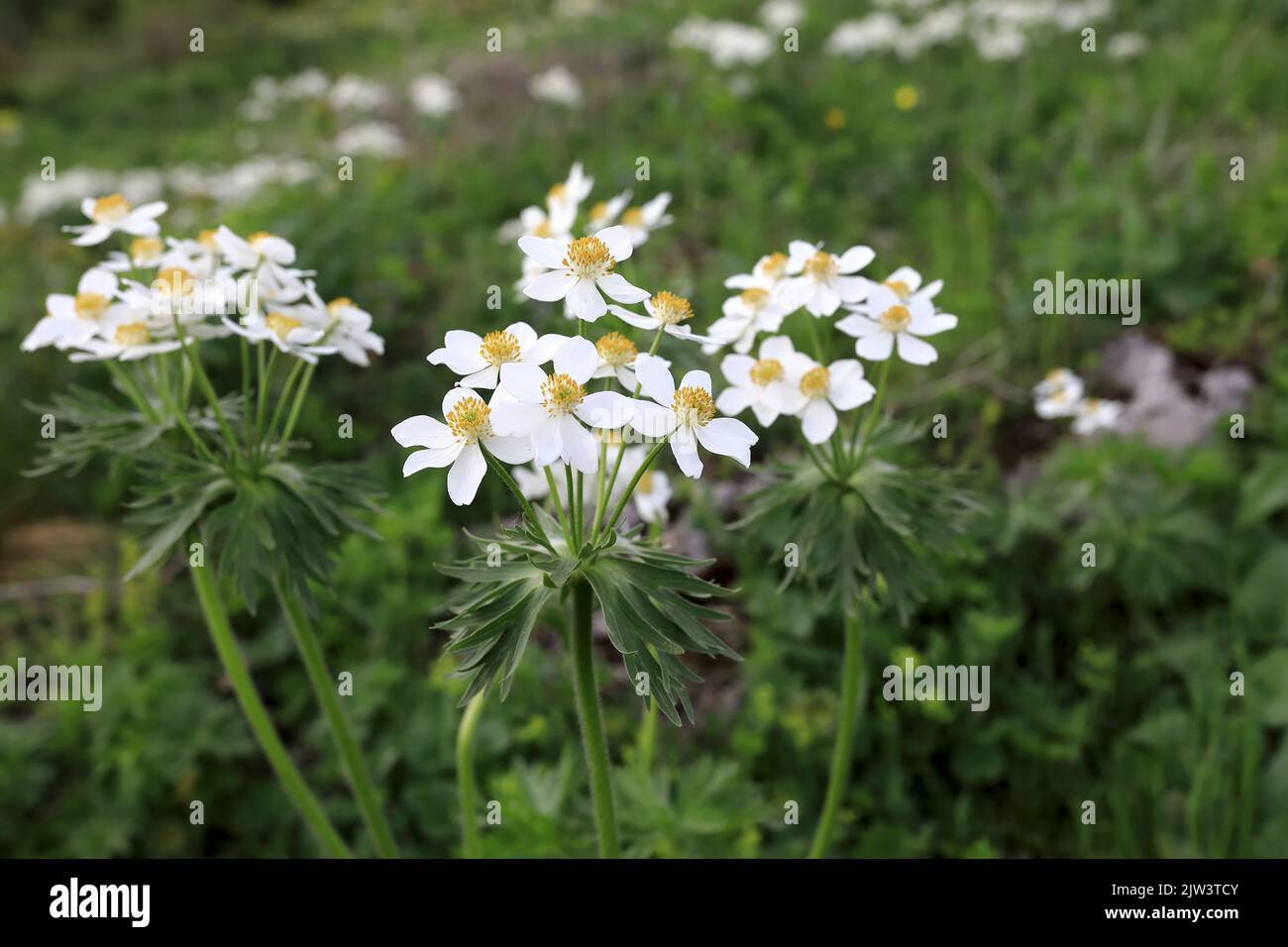 View of blooming Anemonastrum fasciculatum at Lago-Naki Plateau, Western Caucasus Stock Photo