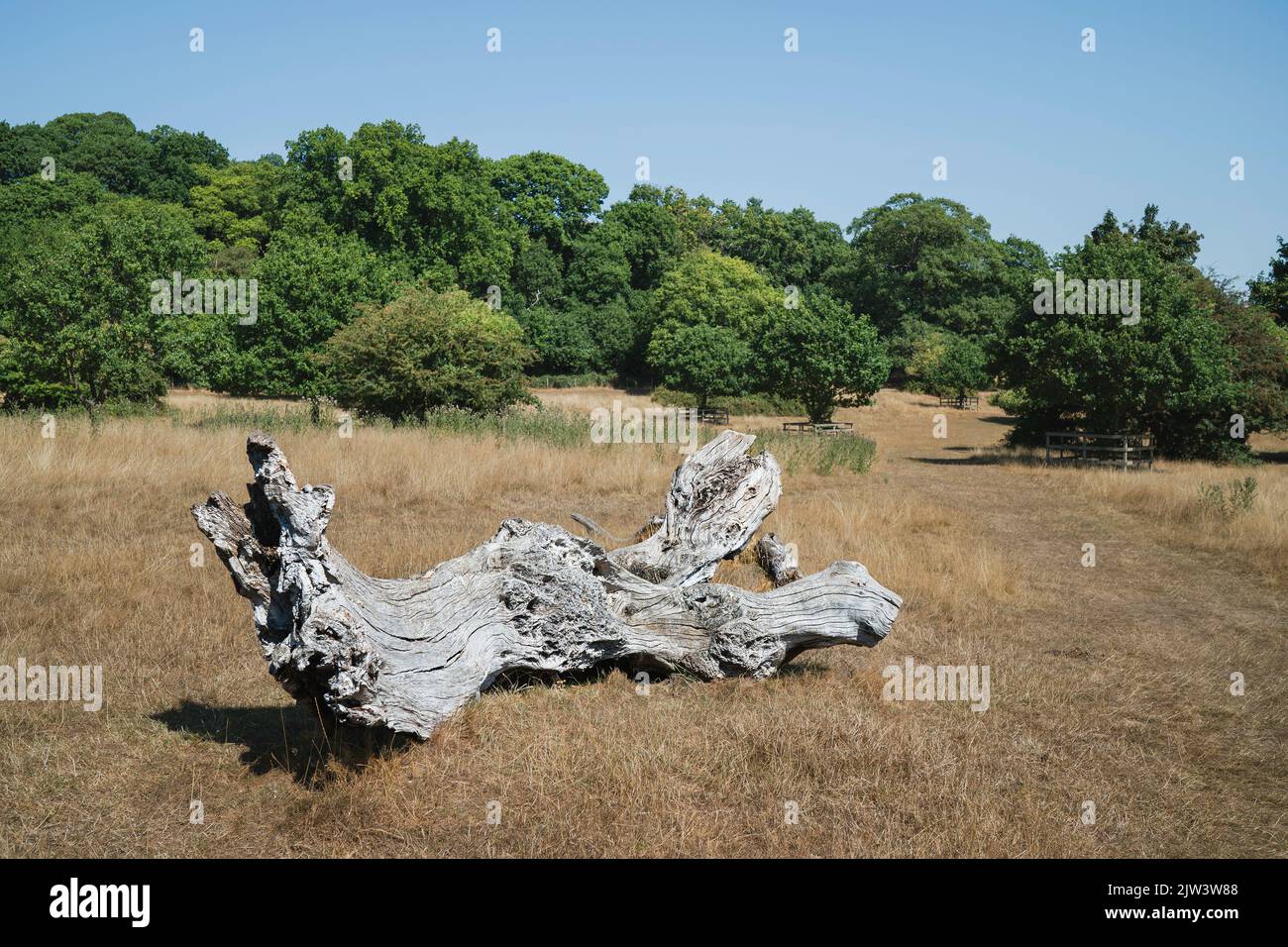 Rotting storm damaged tree surrounded by dry grasses and trees on horizon under blue sky during protracted heatwave on the Westwood in Beverley, Yorks Stock Photo
