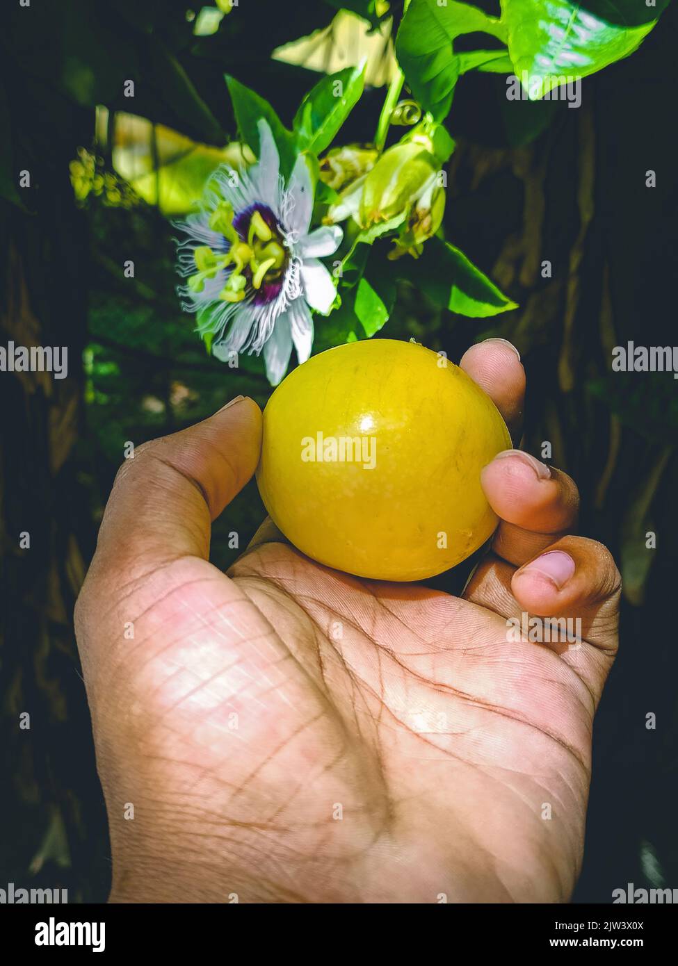 A beautiful portrait of a Tang fruit,. Stock Photo