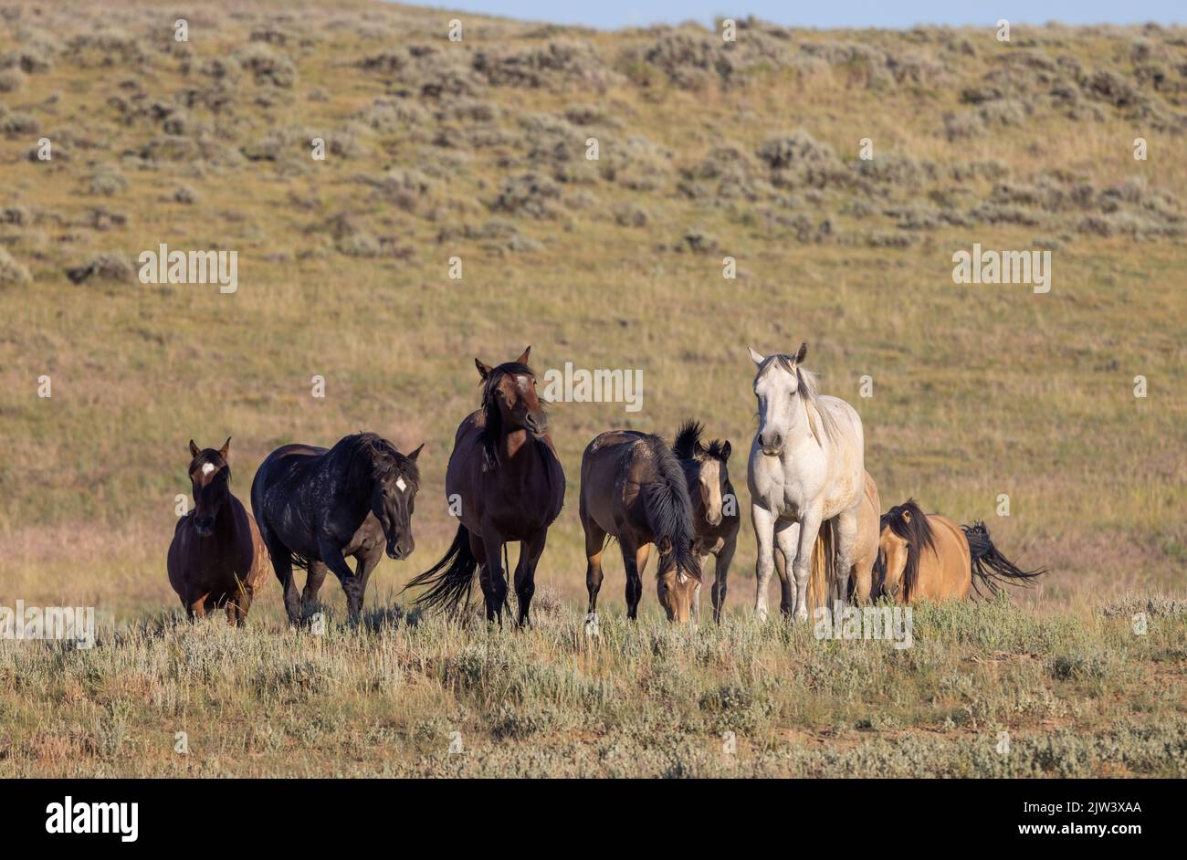 Wild Horses in the Wyoming Desert Stock Photo - Alamy