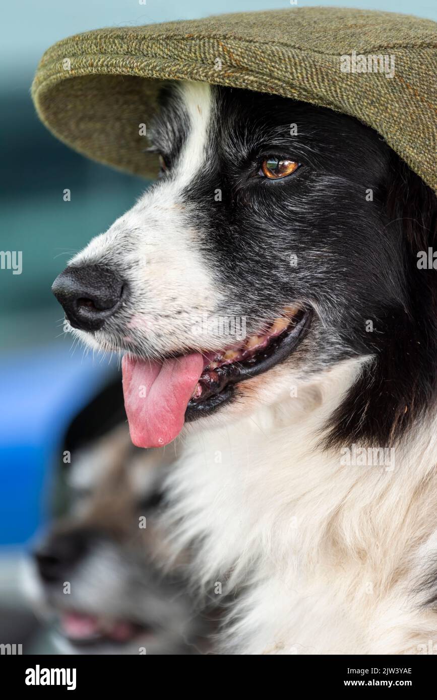 Is that Modern Now? Dogs with Woollen Bobble Caps Stock Photo - Image of  female, canine: 122263222