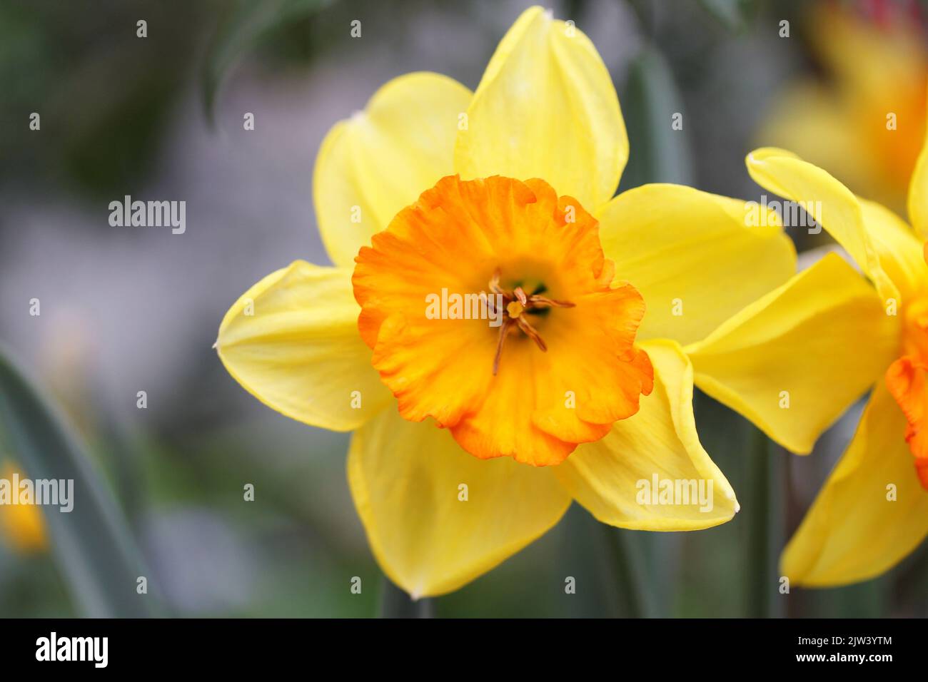 The daffodils form a genus in the subfamily of Amaryllidoideae Stock Photo