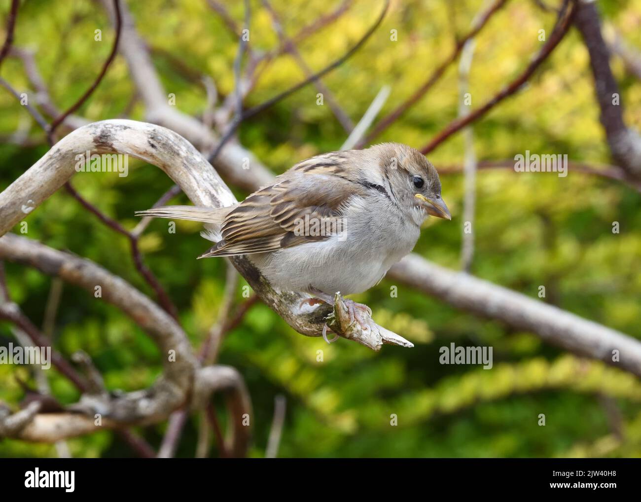 A juvenile House Sparrow  (Passer domesticus) sitting on a branch waiting to be fed by its parents. Stock Photo