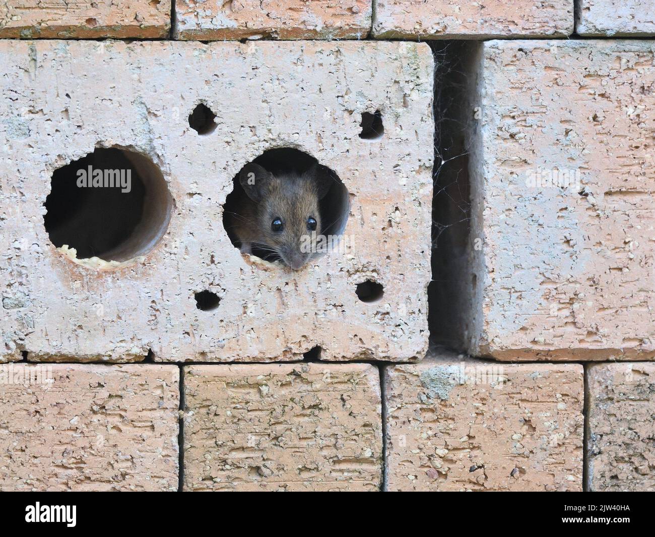 A field mouse searching for food between the small gaps in a pile of building bricks Stock Photo