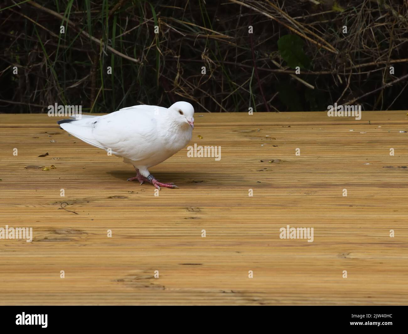 A white racing/homing pigeon lands exhausted in a domestic garden 5 miles from home. Stock Photo