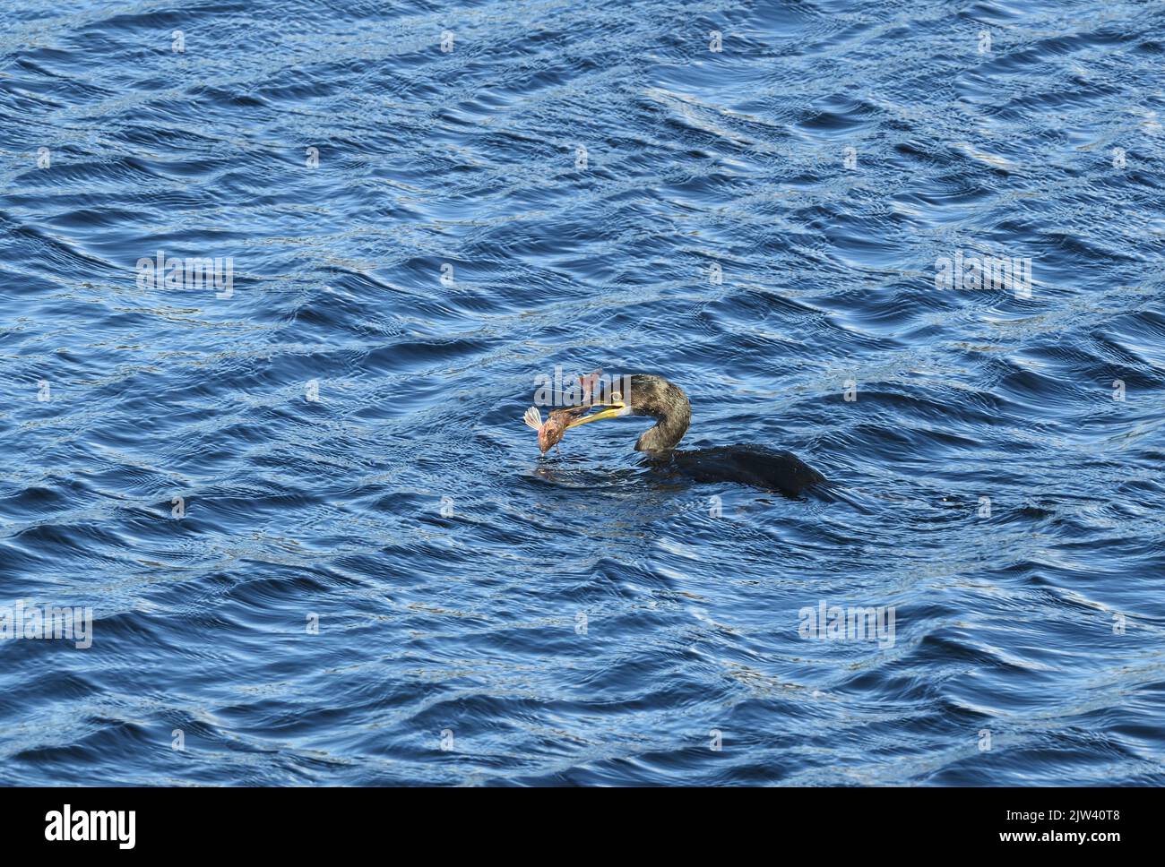 A Cormorant (Phalacrocorax carbo) catches a Red Gurnard on a successful fishing trip in the deep waters of Lochinver, Scotland, UK Stock Photo