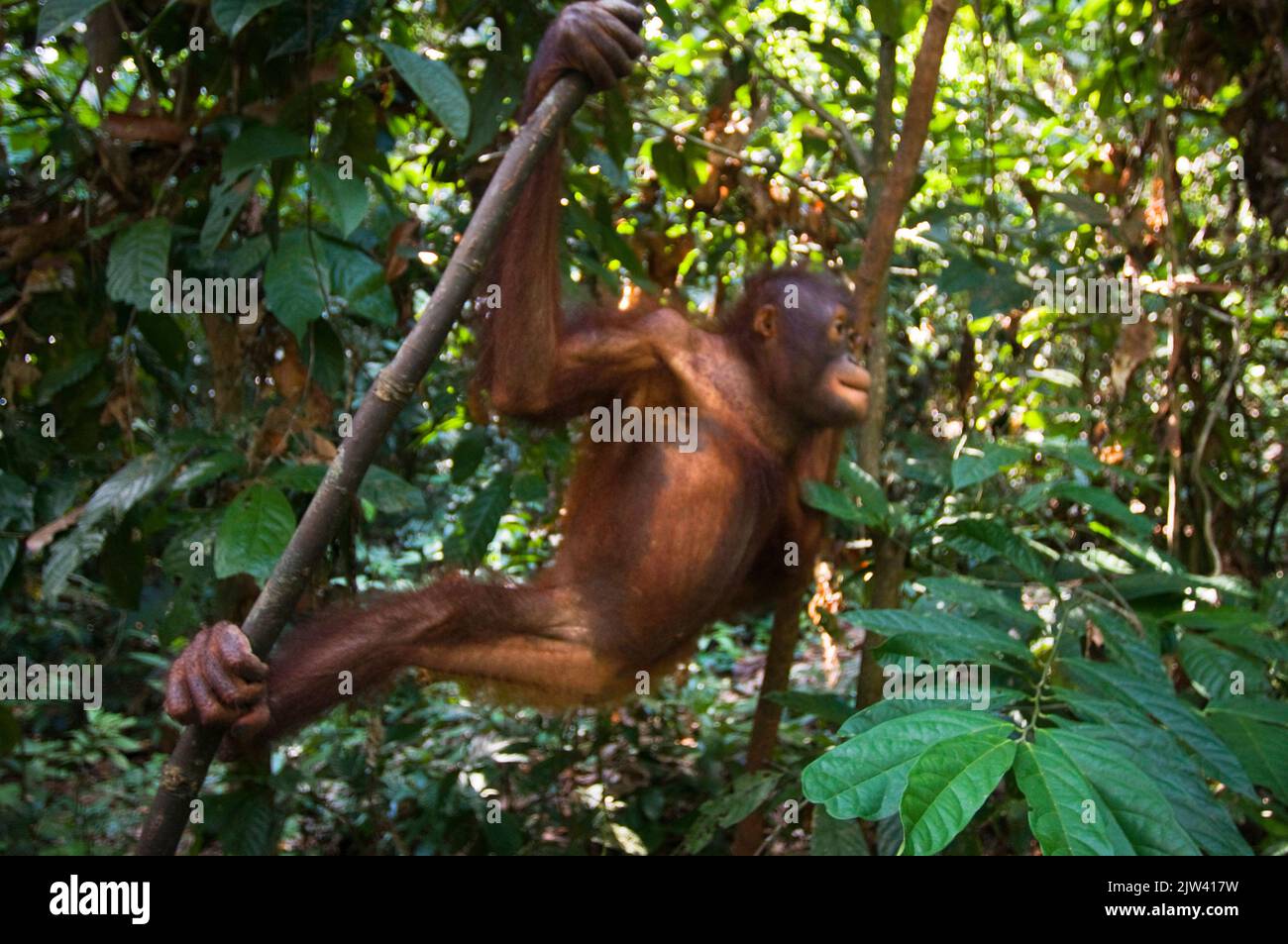 Orangutans at the Orangutan Rehabilitation Centre in Sepilok, Sandakan, Sabah, Borneo, Malaysia.   Orangutans are in serious danger of extinction. 80% Stock Photo