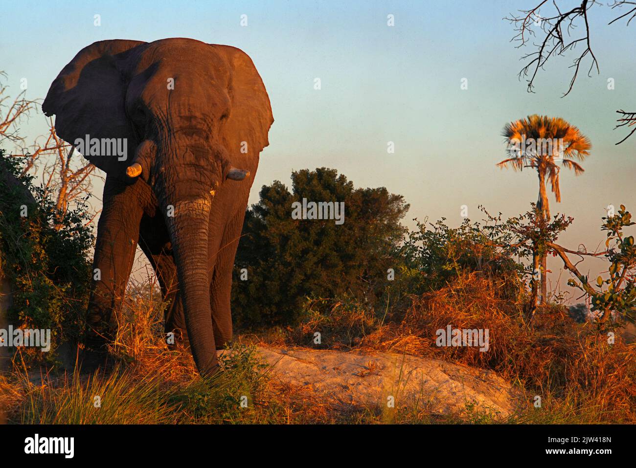 Elephants in Moremi Game Reserve in Botswana.  Botswana is home to a third of the African elephant population and they could be gone in 23 years.  In Stock Photo