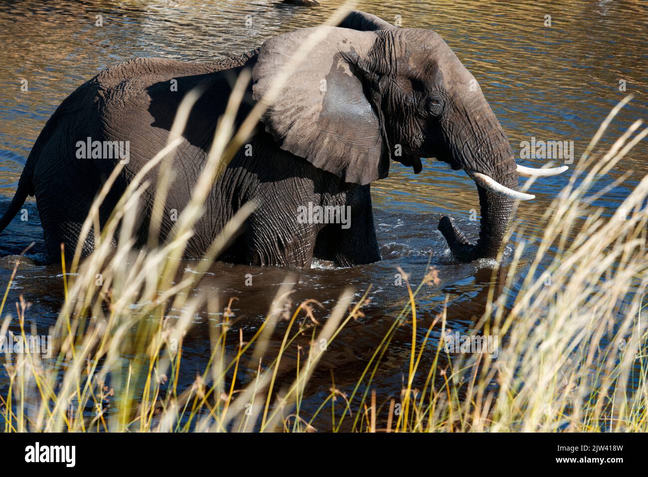 Elephants drinking water at a waterhole in Botswana in the Chobe National Park.  Botswana is home to a third of the African elephant population and th Stock Photo