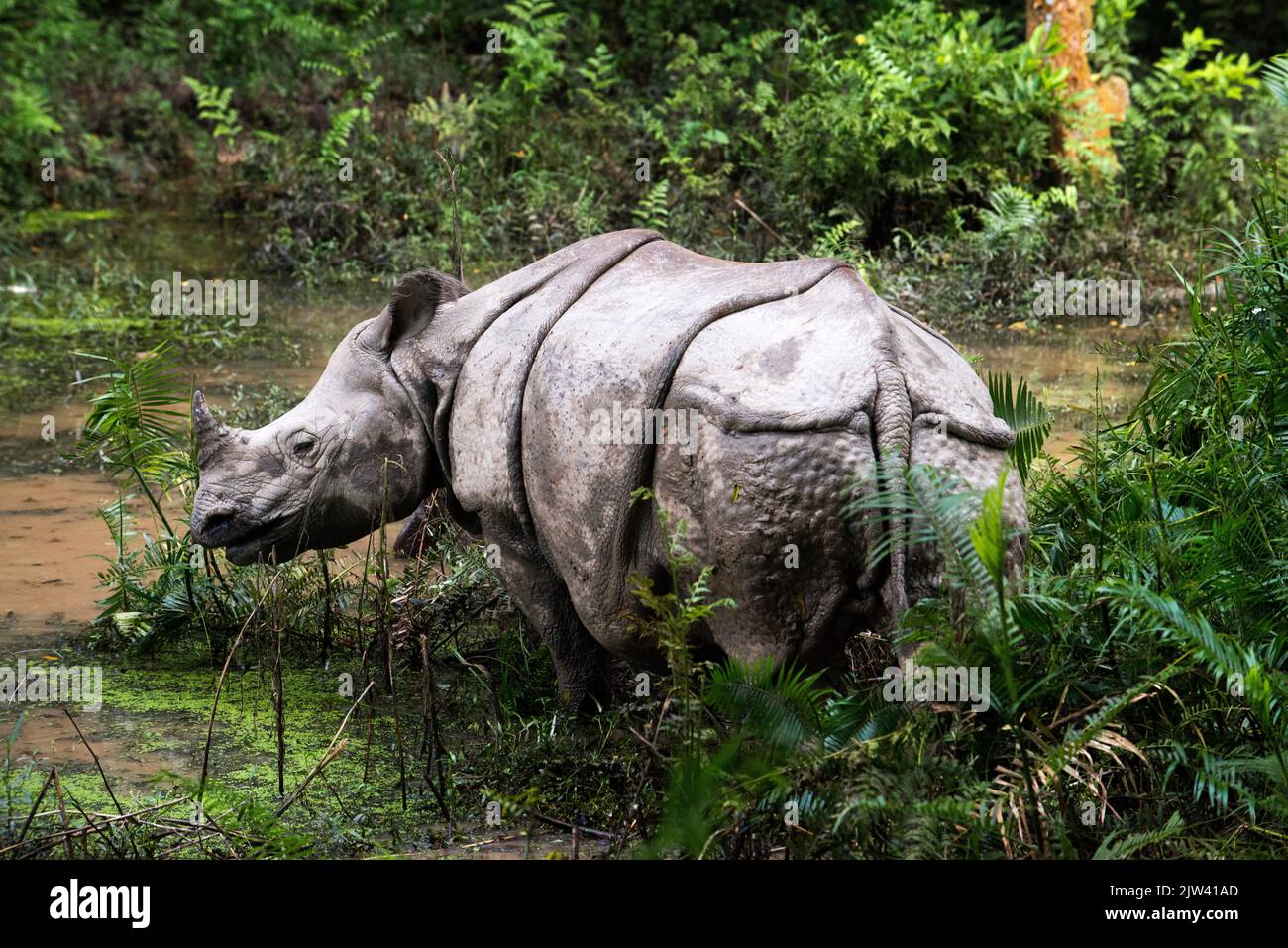 Indian or one-horned rhinoceros and tourists on elephant safari in Chitwan National Park, Nepal.  Poaching, mass tourism and climate change are endang Stock Photo
