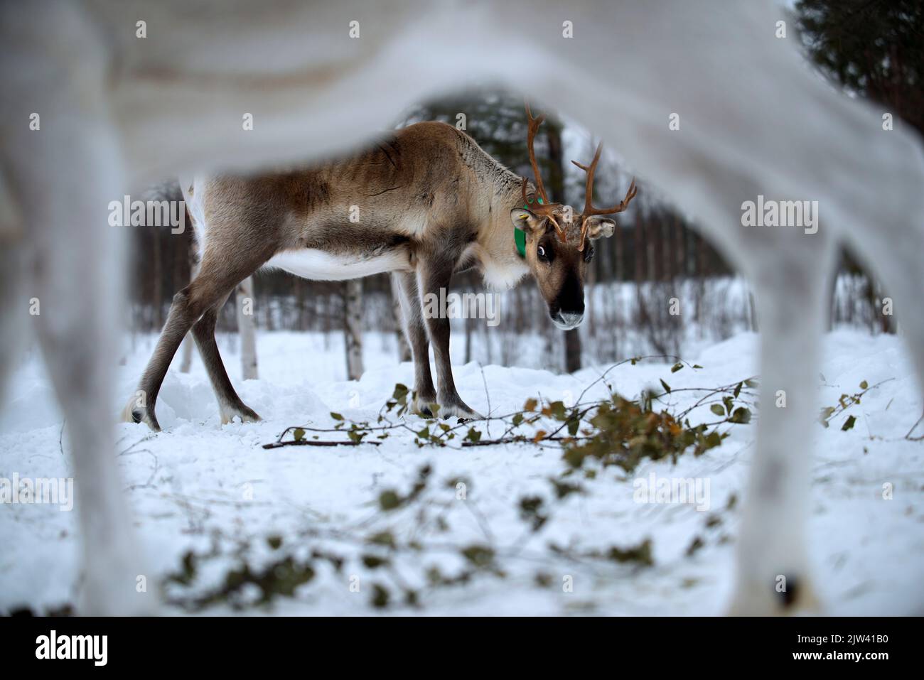 Reindeer farm in Salla, Lapland Finland.   Warmer temperatures mean the Sami are unable to find food for their reindeer.  In the last month of January Stock Photo