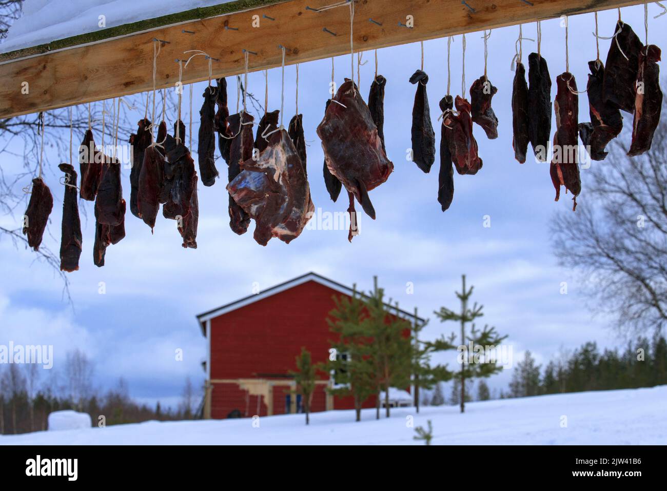 Reindeer meat drying in a farm in Salla, Lapland Finland.   Warmer temperatures mean the Sami are unable to find food for their reindeer.  In the last Stock Photo