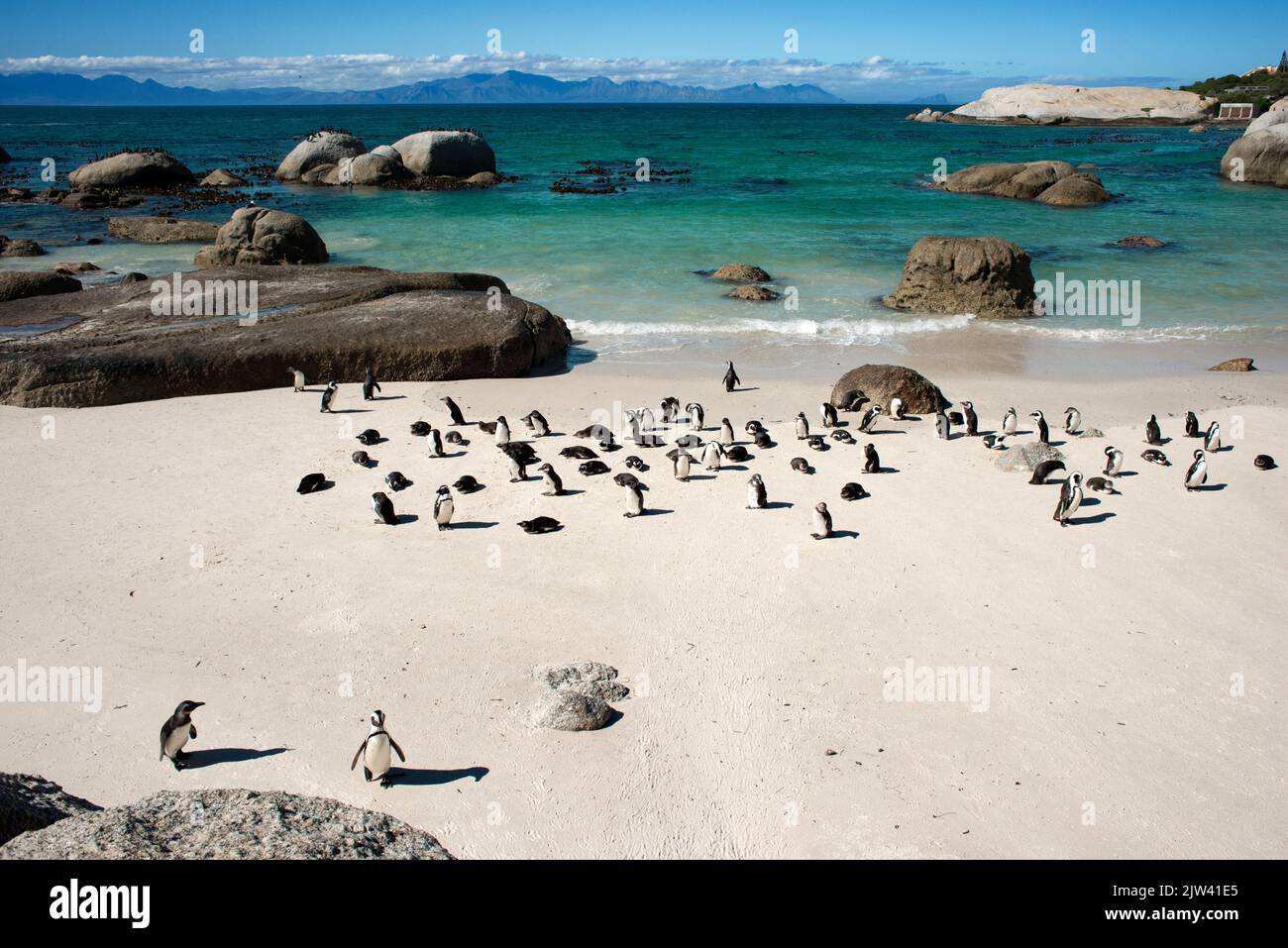 African Penguin, Spheniscus demersus, Boulders Beach, Simon's Town, Cape Town, Western Cape, South Africa.  Overfishing and climate change corner the Stock Photo