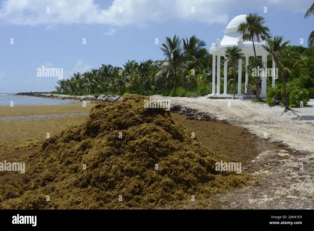 A thick brown tide seaweed covers the coasts caribbean Cancun., Yucatan, Mexico.  Every year the problem of sargassum deforms beauty of sun and beach Stock Photo