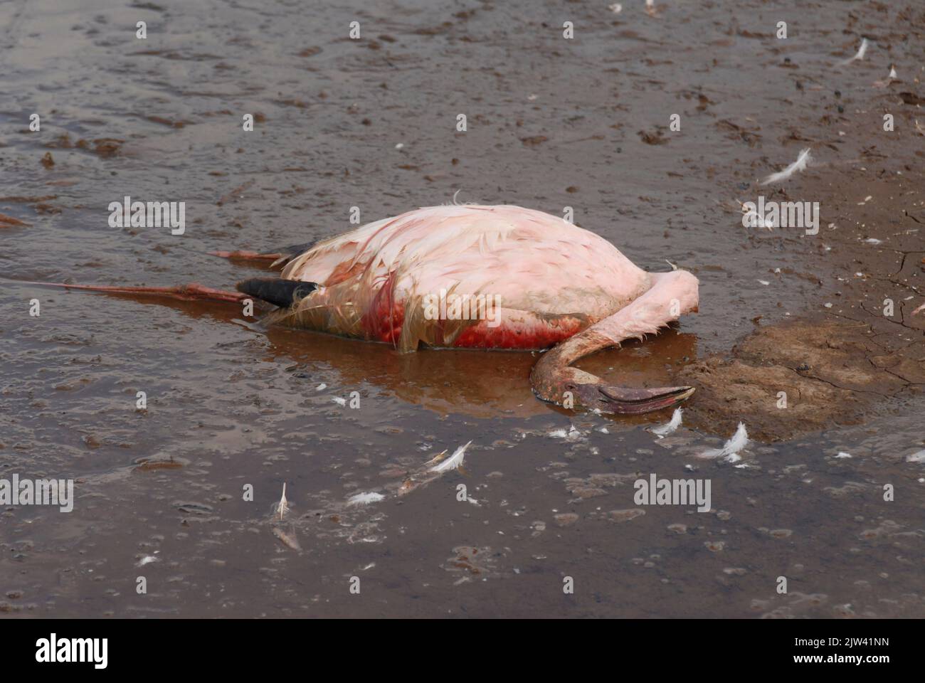Lake Nakuru in western Kenya, famous for its pink flamingos, is totally polluted.  Lake Nakuru, a protected wetland declared a World Heritage Site by Stock Photo