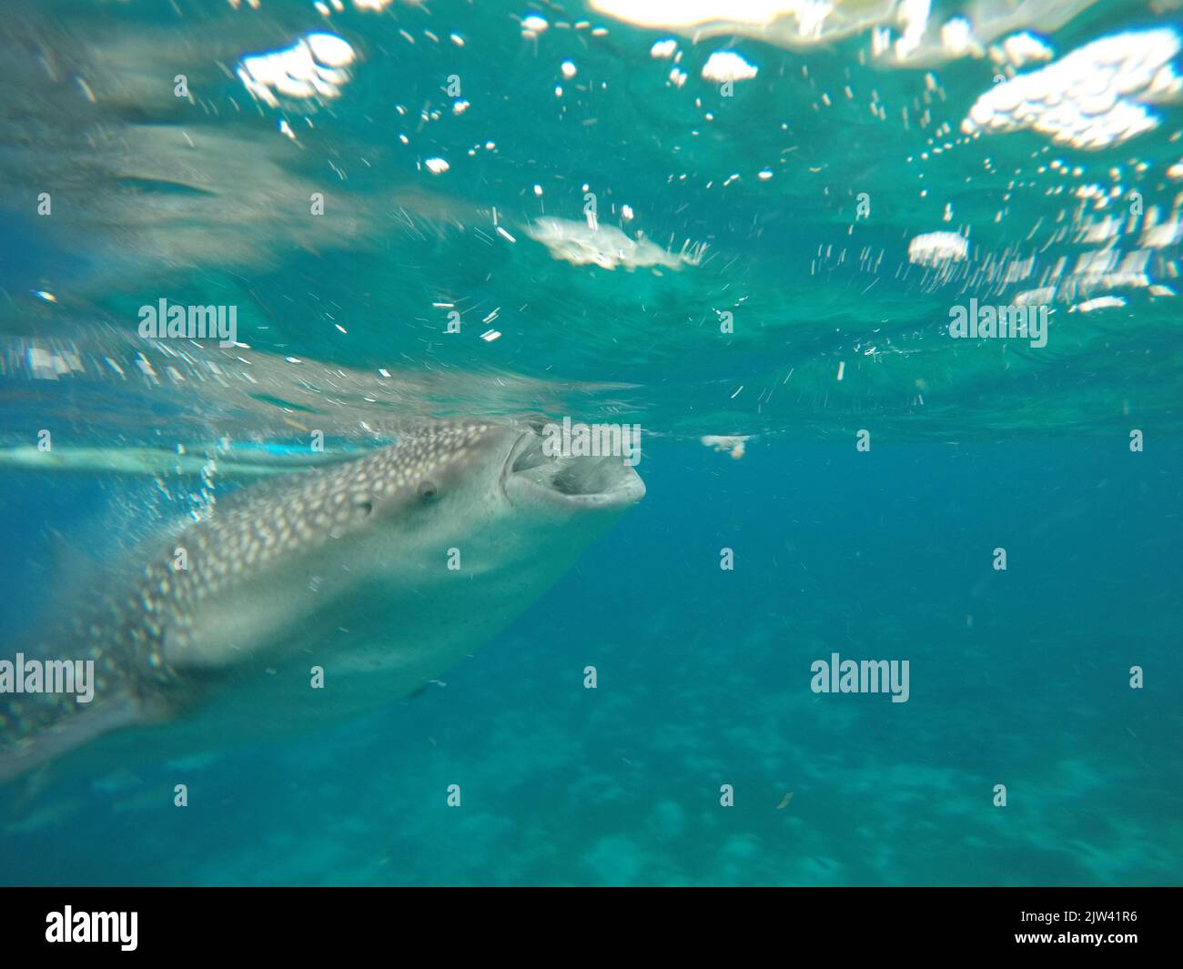 Whale shark or basking shark (Rhincodon typus) in Donsol, Philippines, Southeast Asia.  The whale shark, the world's largest fish, is in serious dange Stock Photo