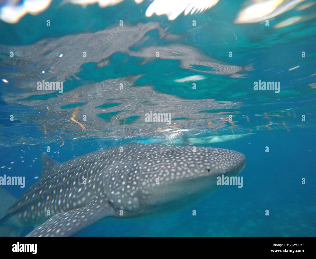 Whale shark or basking shark (Rhincodon typus) in Donsol, Philippines, Southeast Asia.  The whale shark, the world's largest fish, is in serious dange Stock Photo