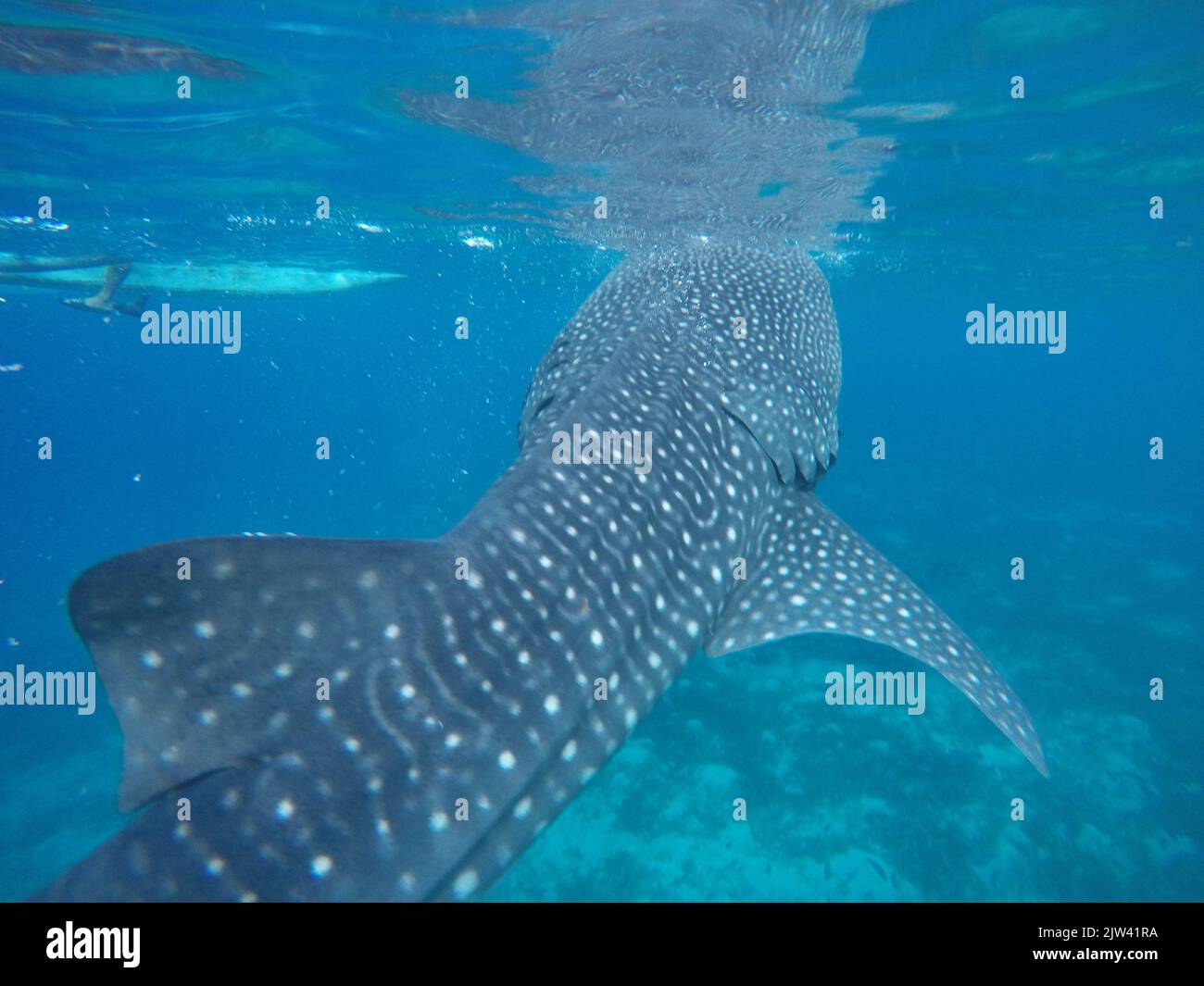 Whale shark or basking shark (Rhincodon typus) in Donsol, Philippines, Southeast Asia.  The whale shark, the world's largest fish, is in serious dange Stock Photo