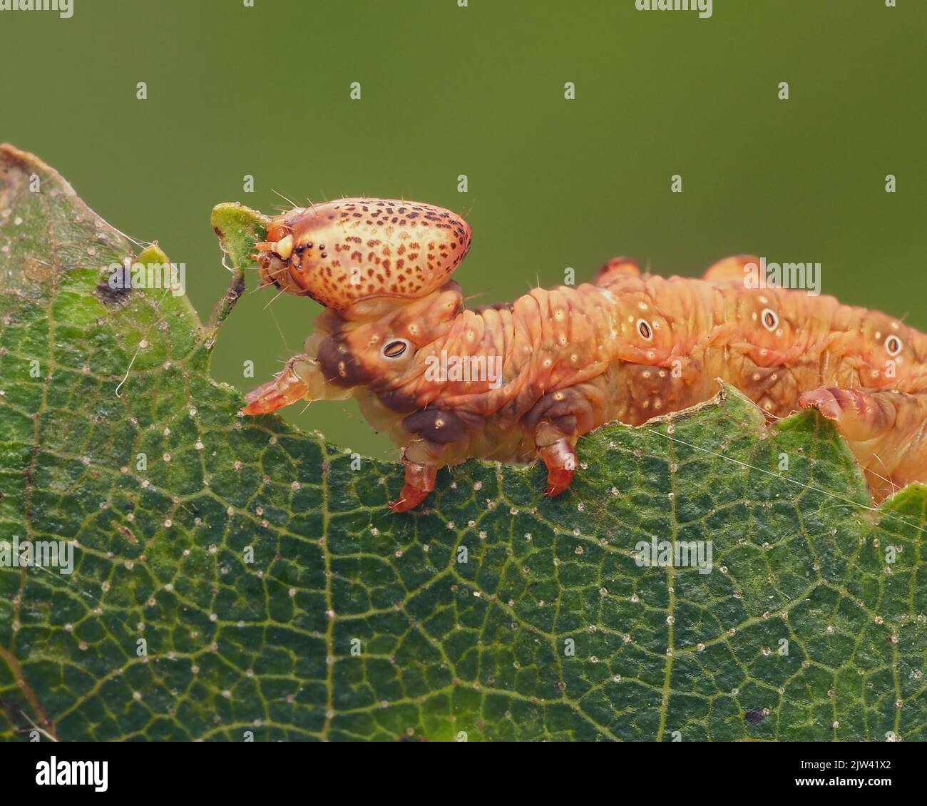 Iron Prominent moth caterpillar (Notodonta dromedarius) feeding on leaf. Tipperary, Ireland Stock Photo